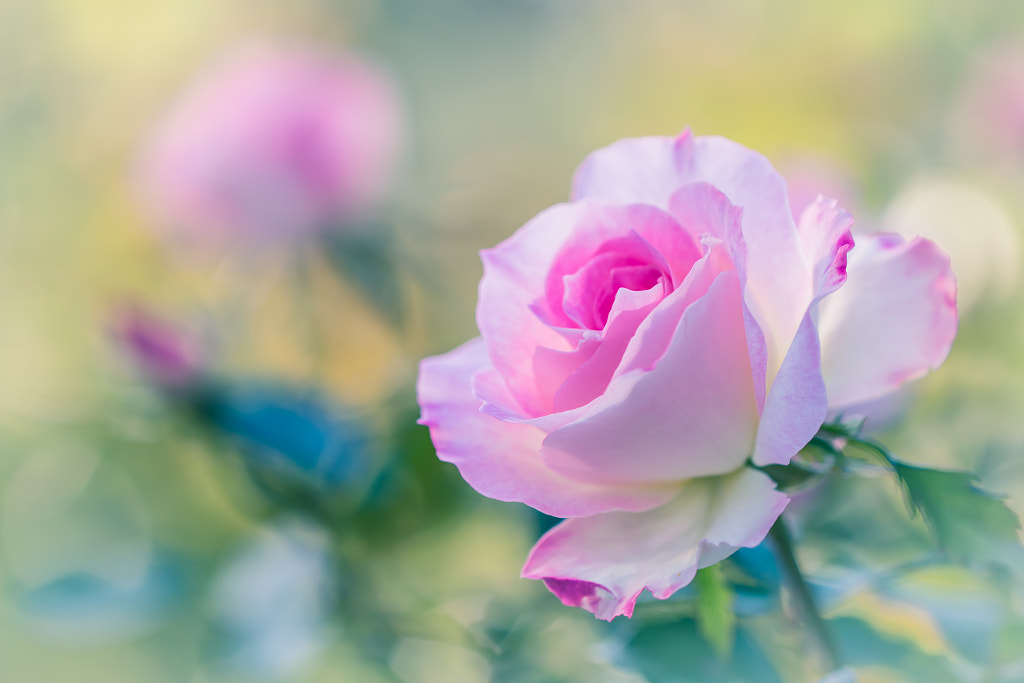 *** by L.th on 500px.com