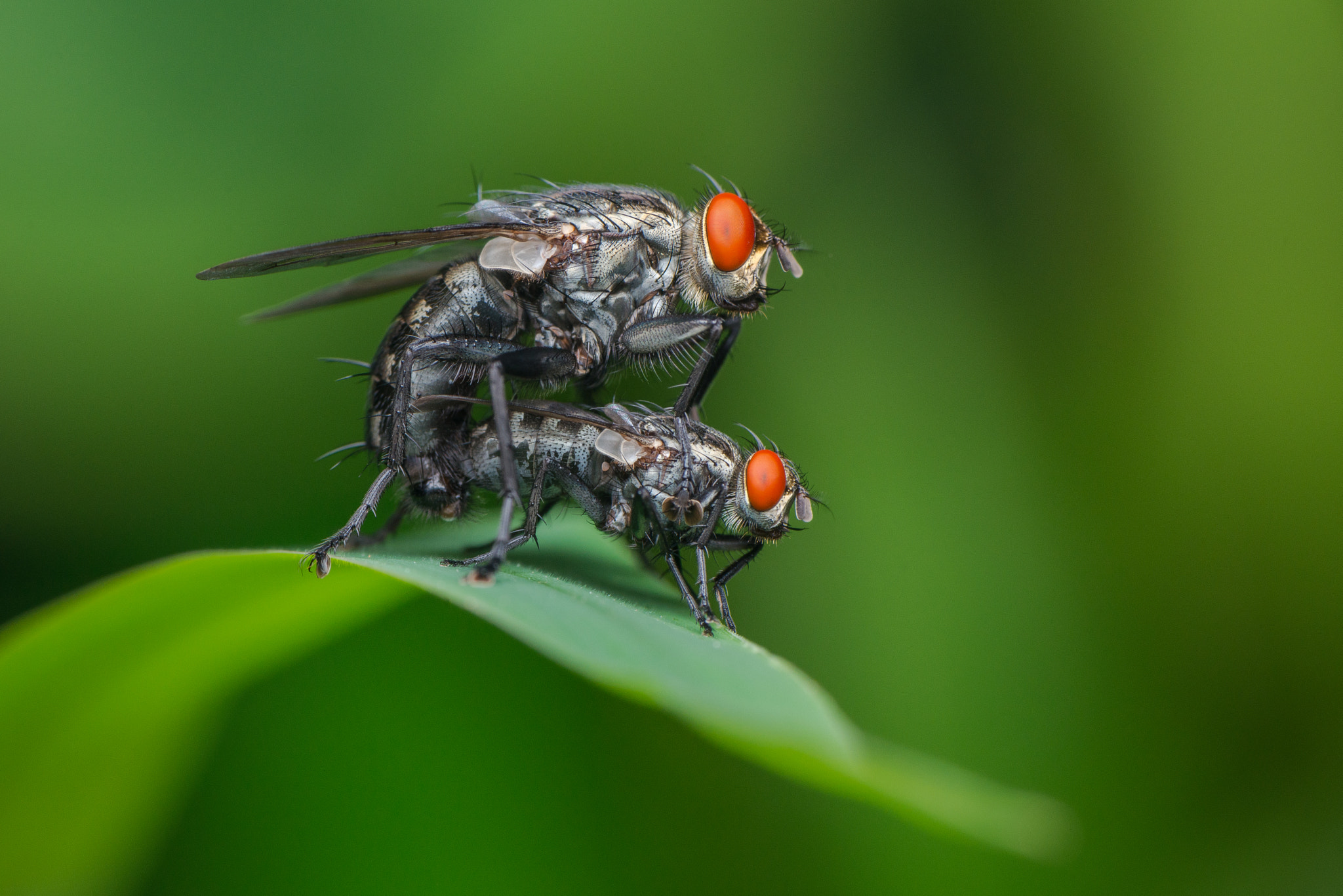 Housefly Mating