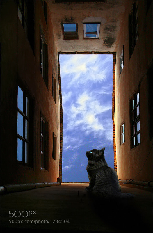 Windows by Alla Lora Simutina