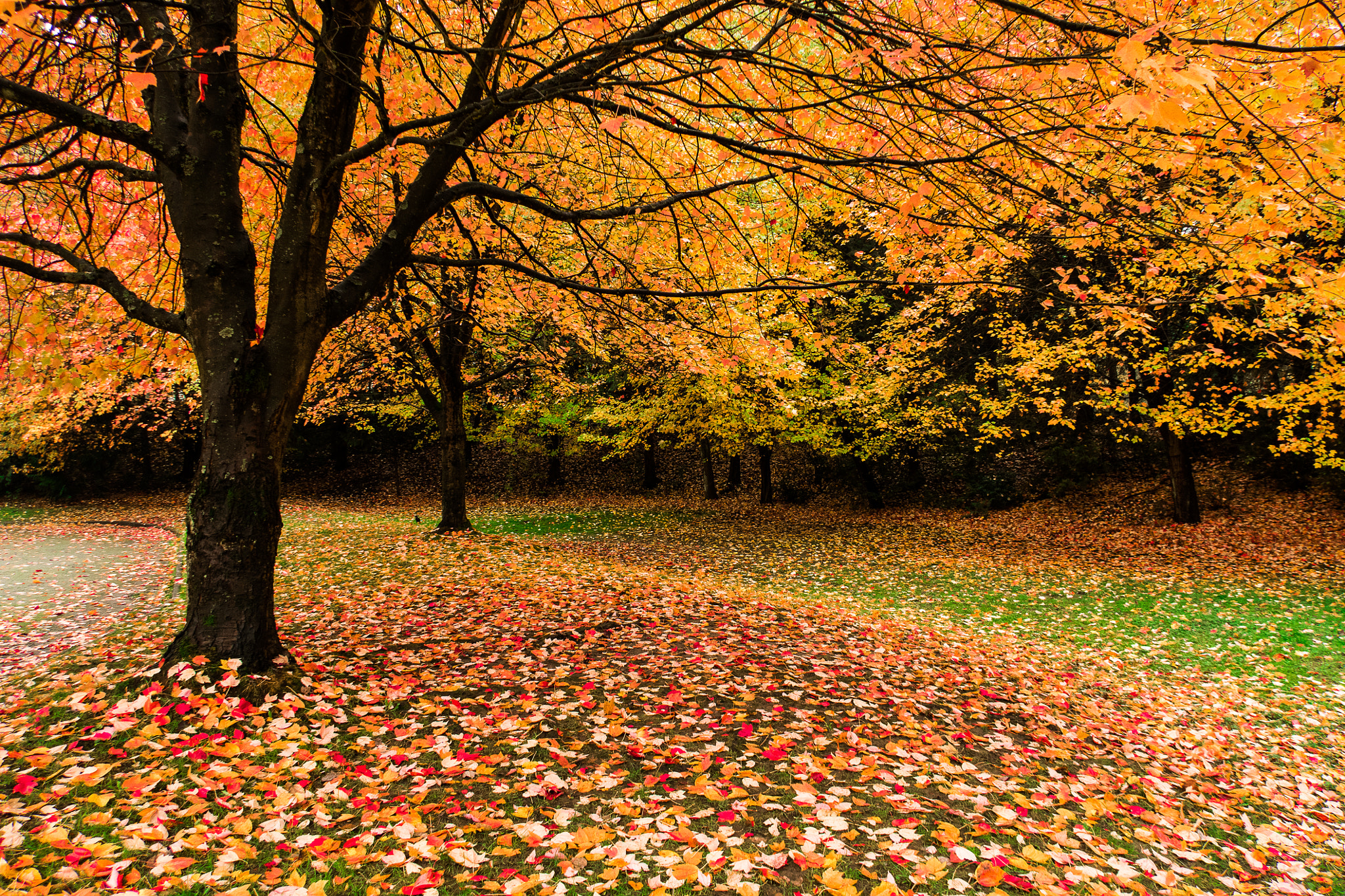 Red Leaves in Charleson Park, Vancouver