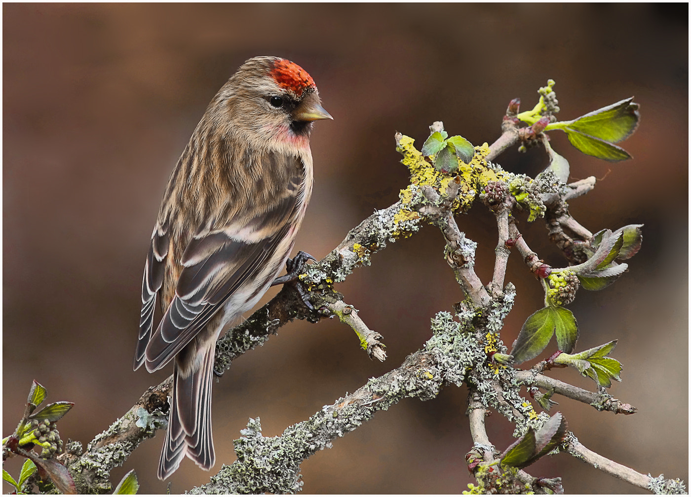 Lesser redpoll by Alan Coles / 500px