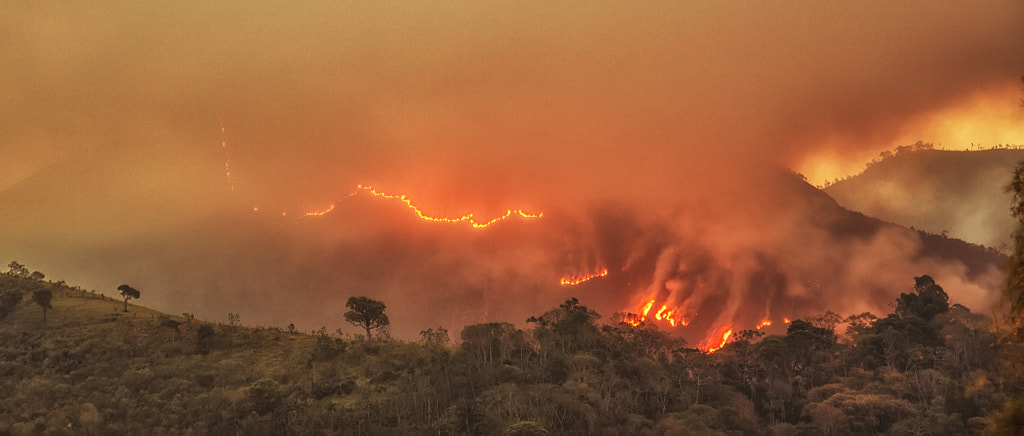 The tree and the wildfire by Pedro Bessa on 500px.com