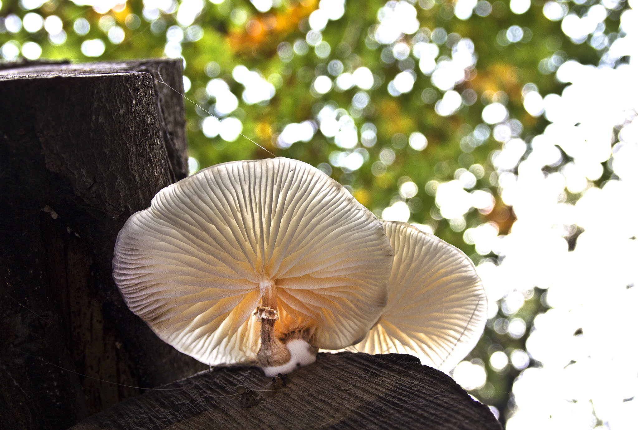Mushrooms / 3