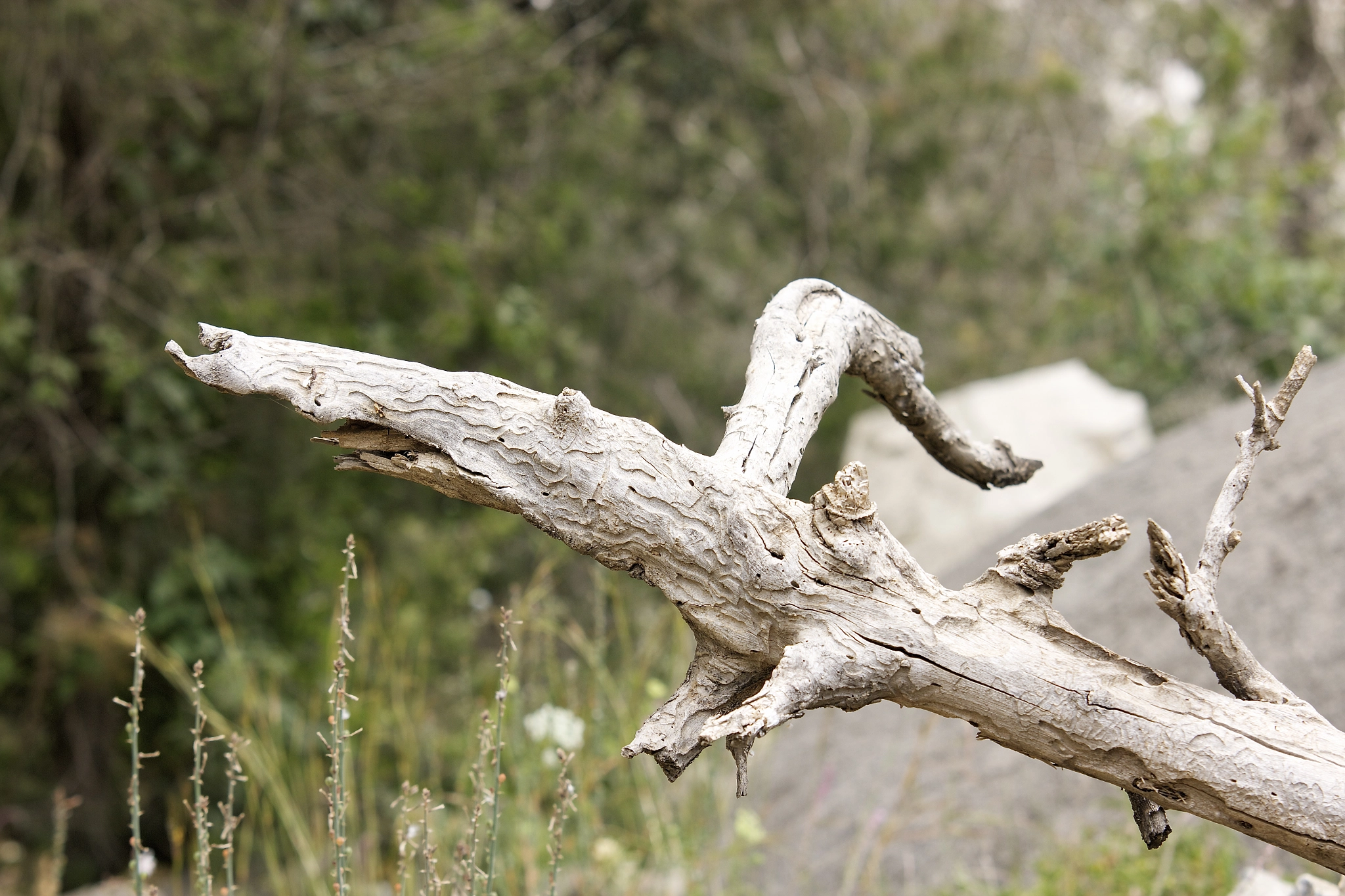 Dead Tree Branch looks alive by Safwan Hariri Photo 12856471 / 500px