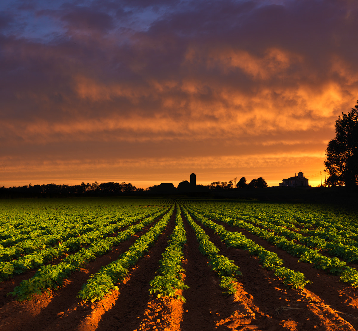 Potato Field at sunset by Richard Desmarais / 500px