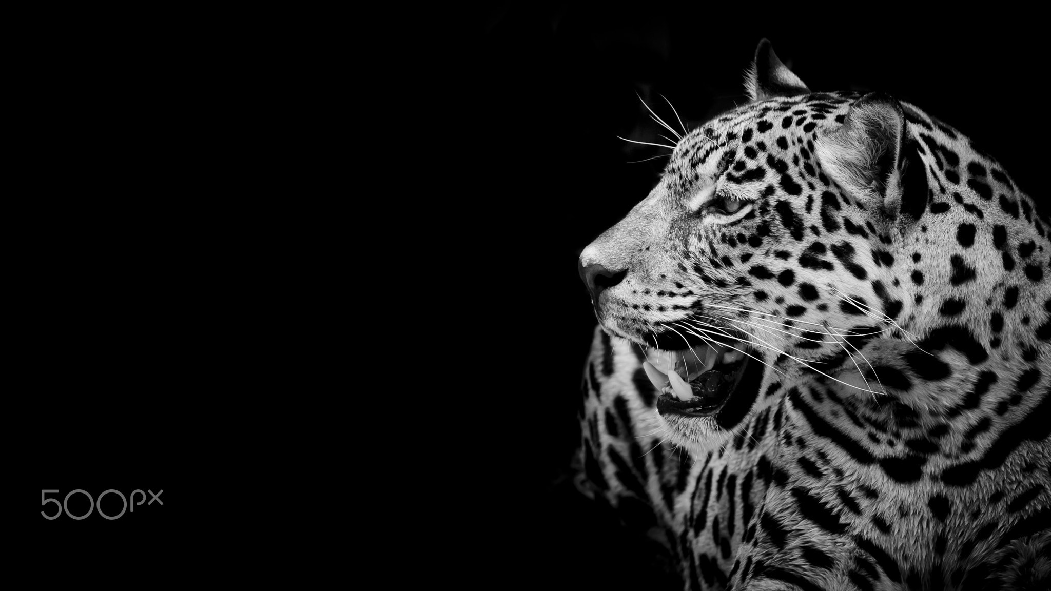 close up Jaguar Portrait