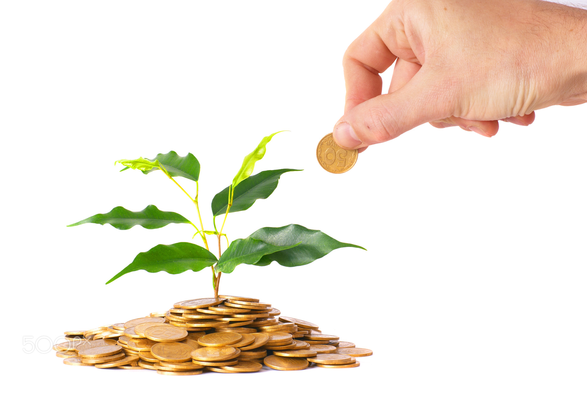 Green plant growing from the coins