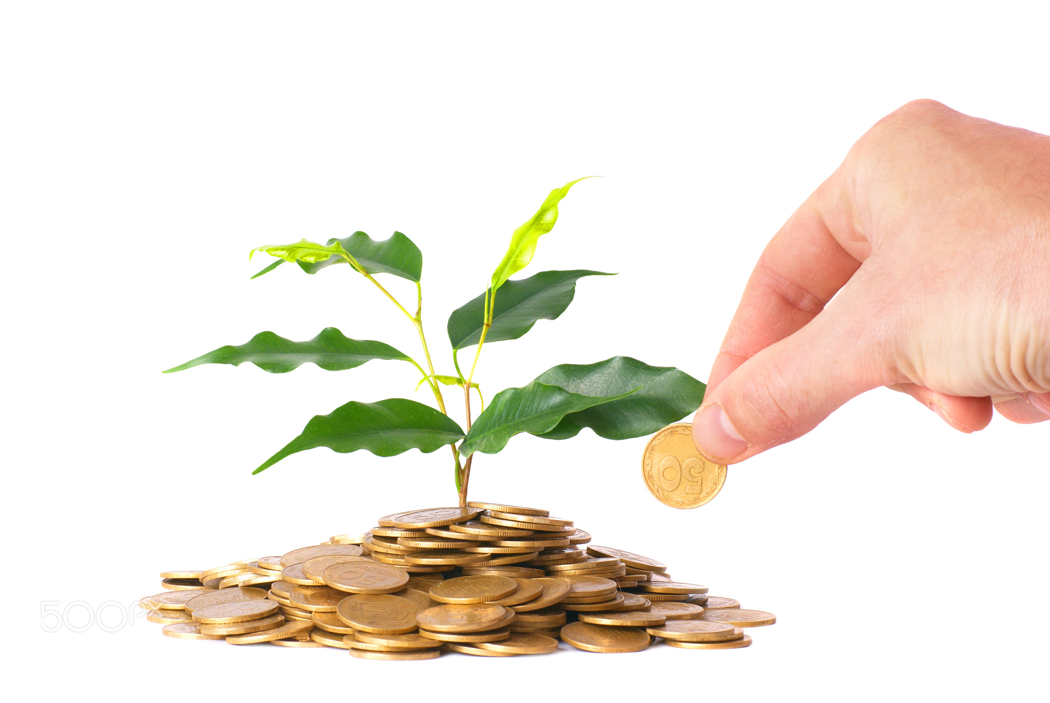 Green plant growing from the coins
