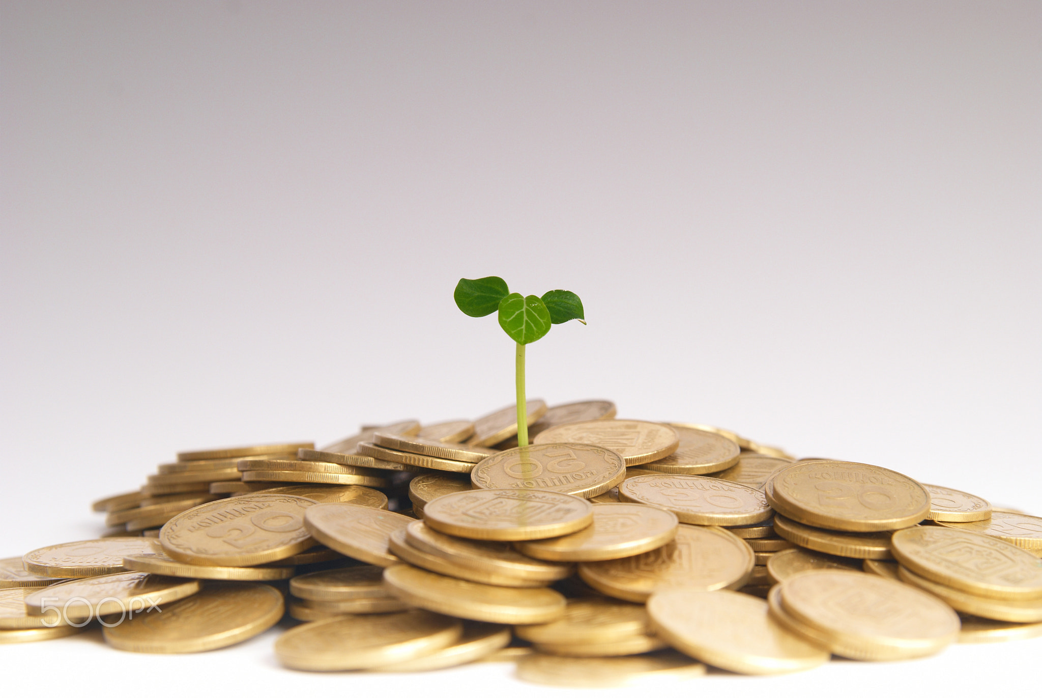 Green plant growing from the coins