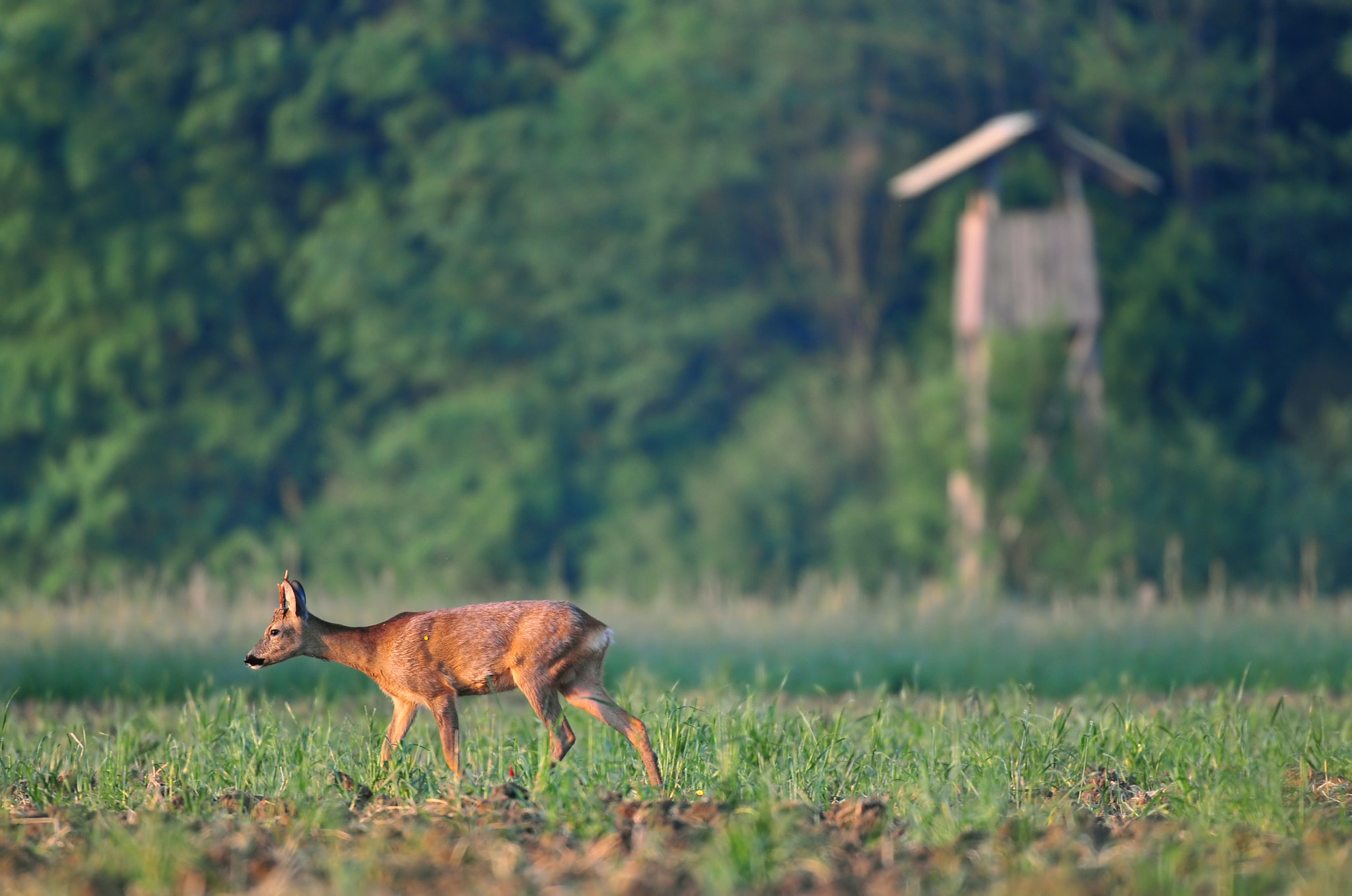 Roe deer