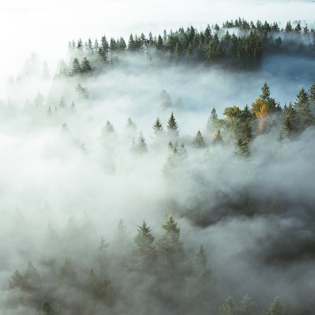 Morning fog in central Washington. by Bryan Daugherty / 500px