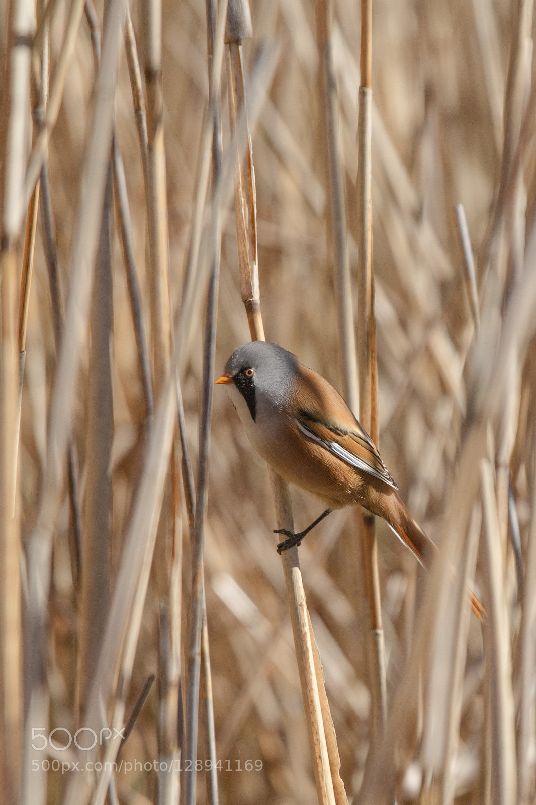 Canon EOS 7D sample photo. Bearded tit photography