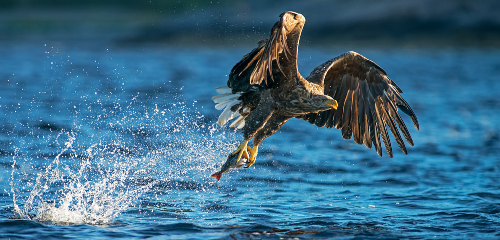 White-Tailed Eagle by Alari Kivisaar on 500px.com