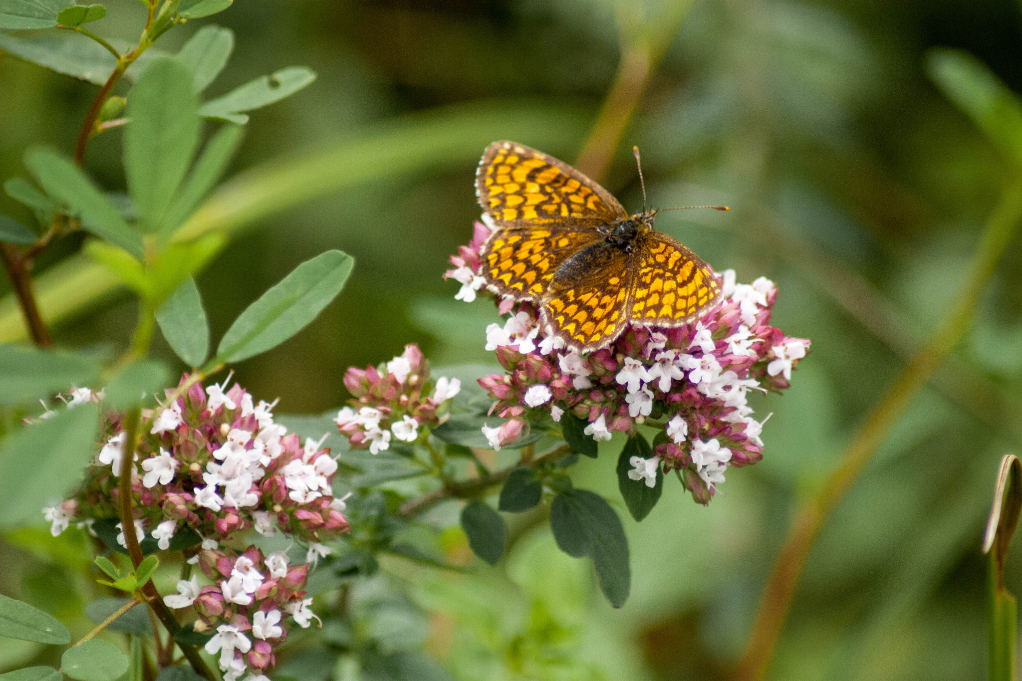 papillon