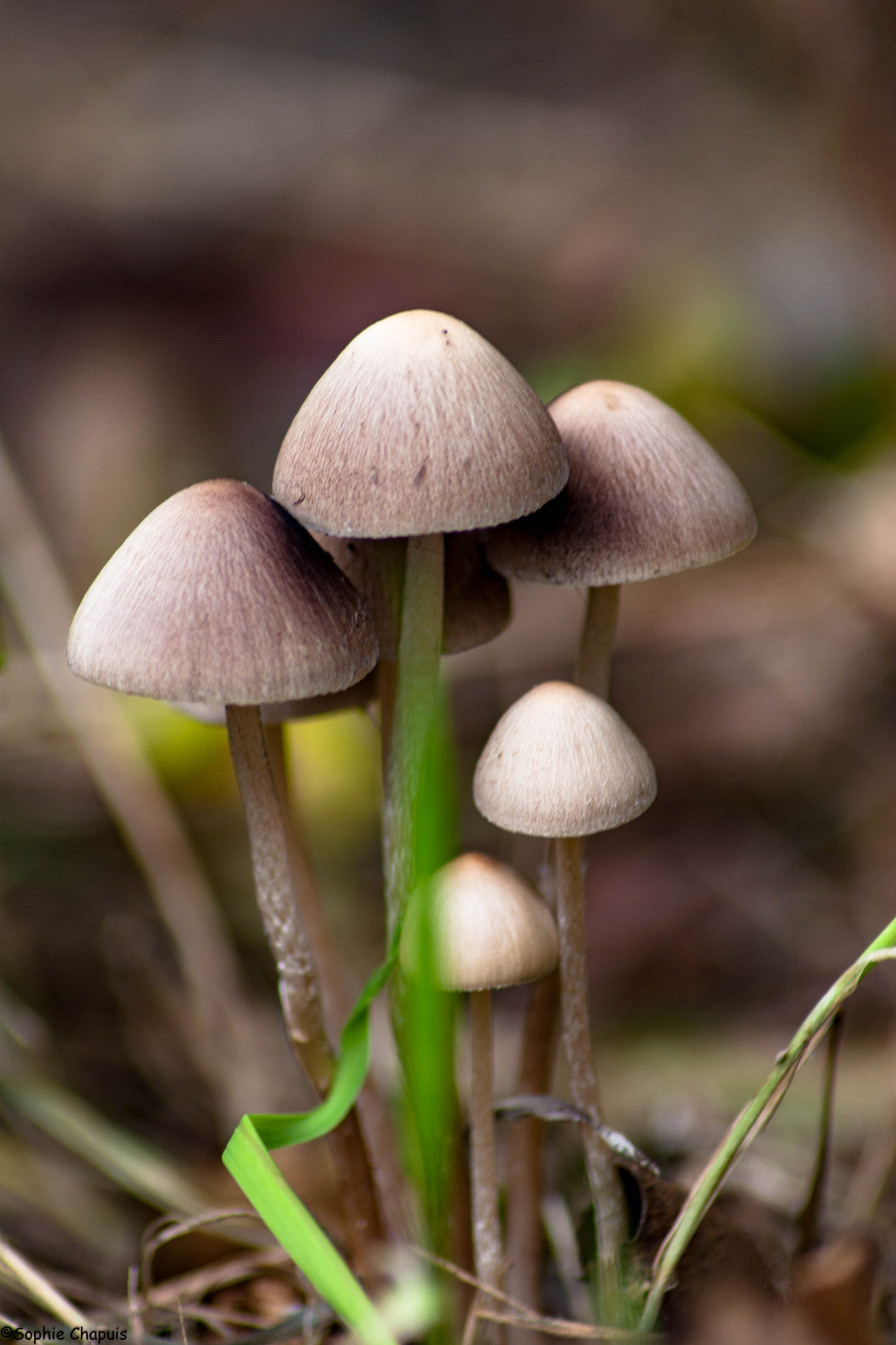 champignon en bord de chemin