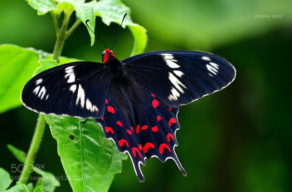 Багровый мотылек. Crimson butterfly. Fatal frame ii: crimson butterfly. Crimson butterfly. Fatal frame 2 crimson butterfly.