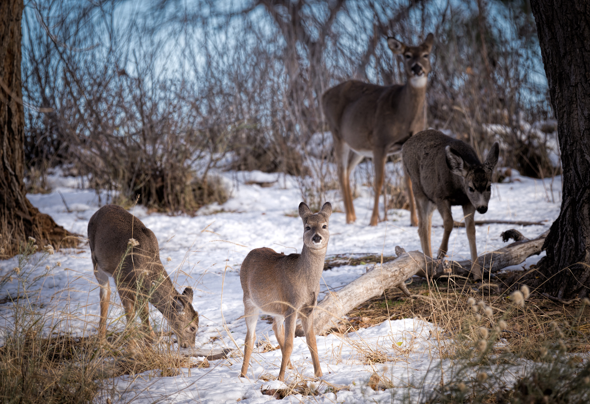 Winter family portrait