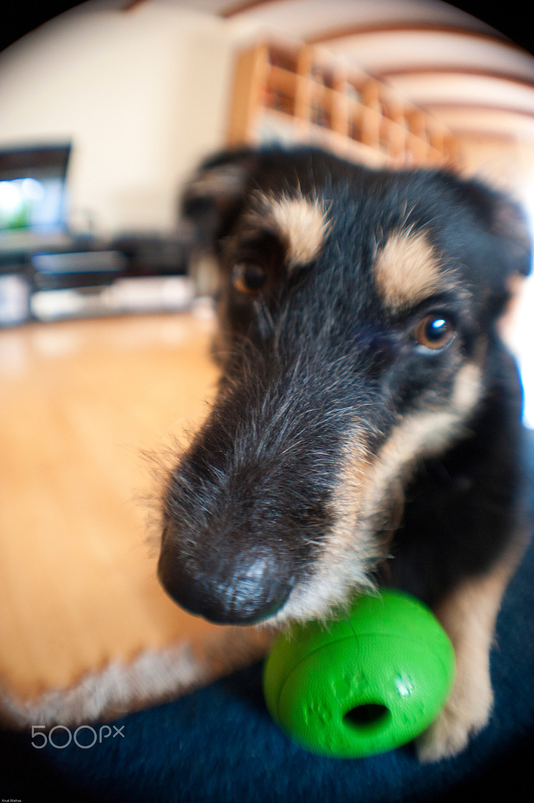 Nikon D700 + Sigma 50mm F2.8 EX DG Macro sample photo. Young dog photography