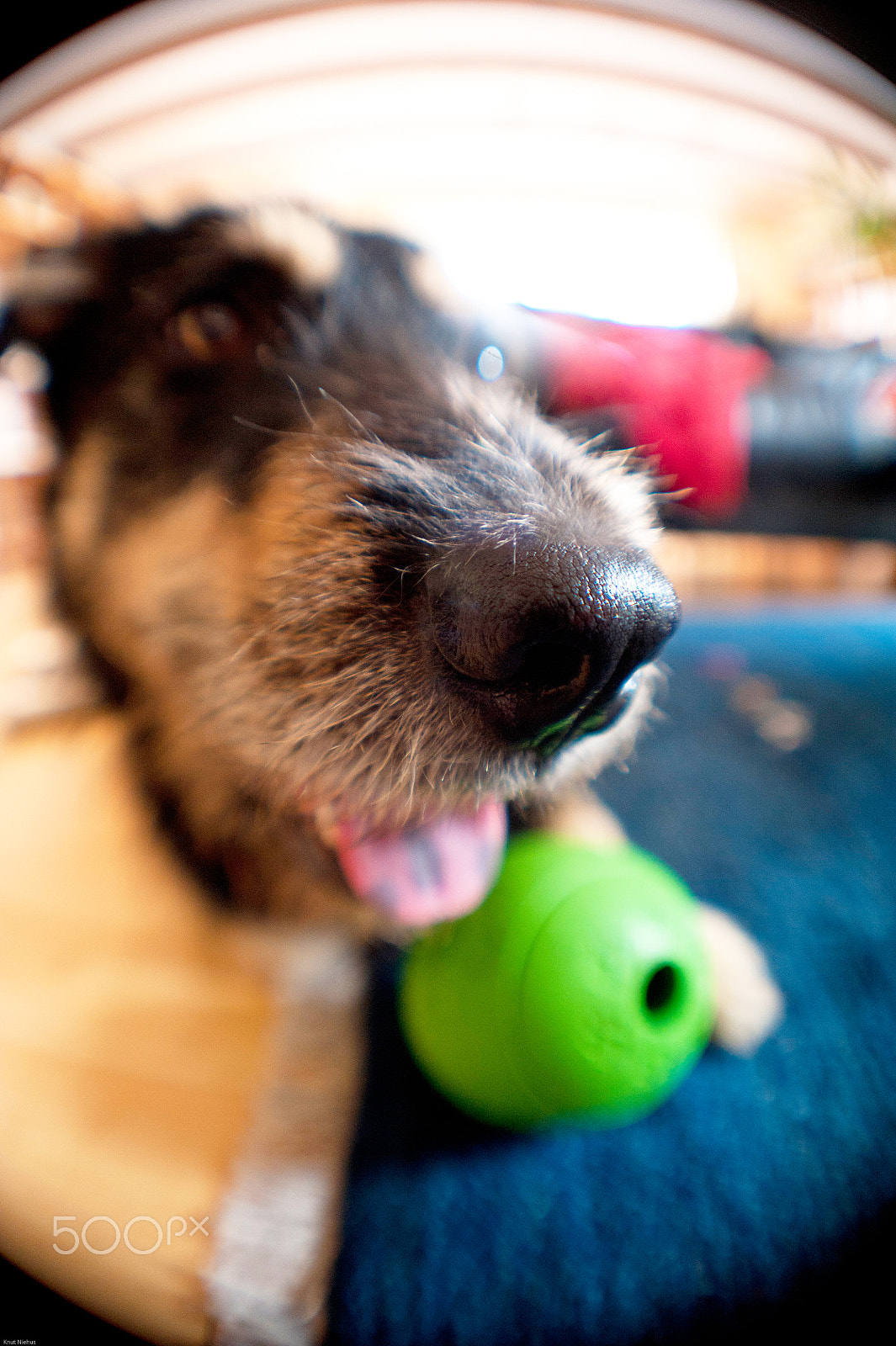 Nikon D700 + Sigma 50mm F2.8 EX DG Macro sample photo. Young dog photography
