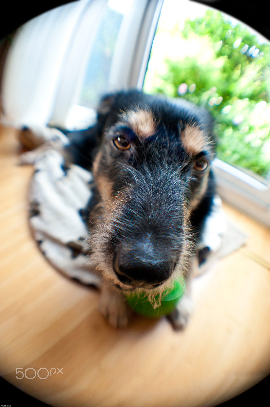 Nikon D700 + Sigma 50mm F2.8 EX DG Macro sample photo. Young dog photography