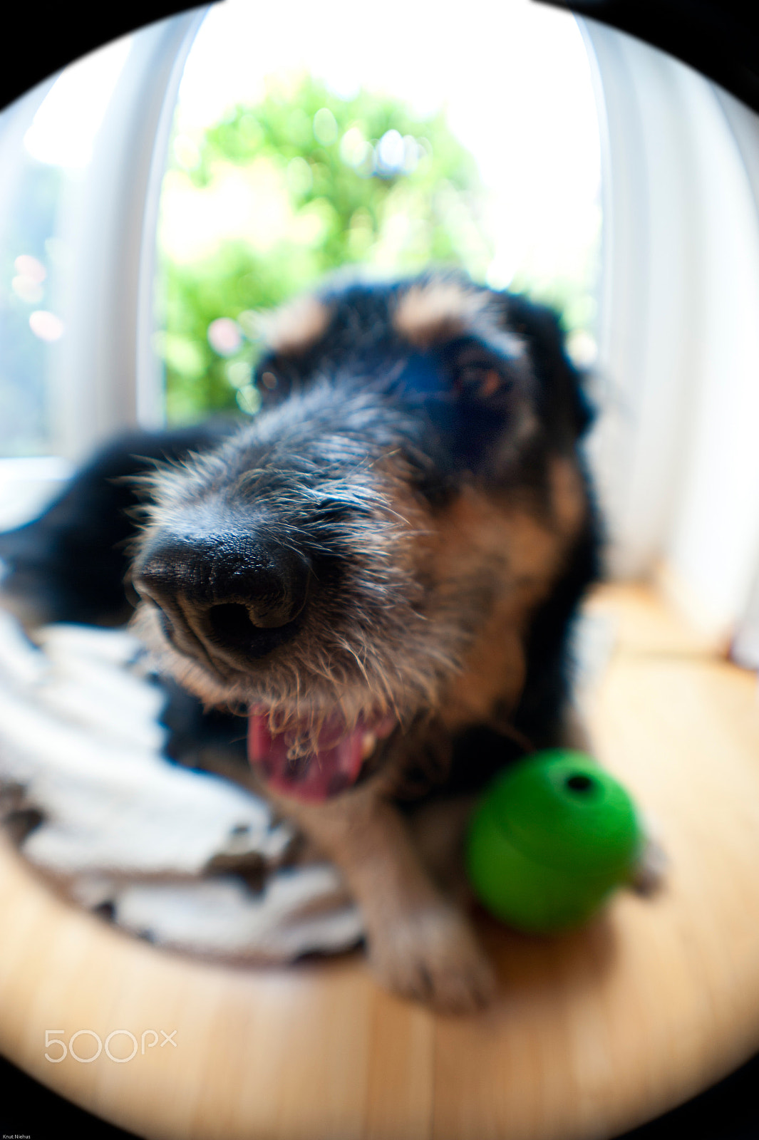 Sigma 50mm F2.8 EX DG Macro sample photo. Young dog photography
