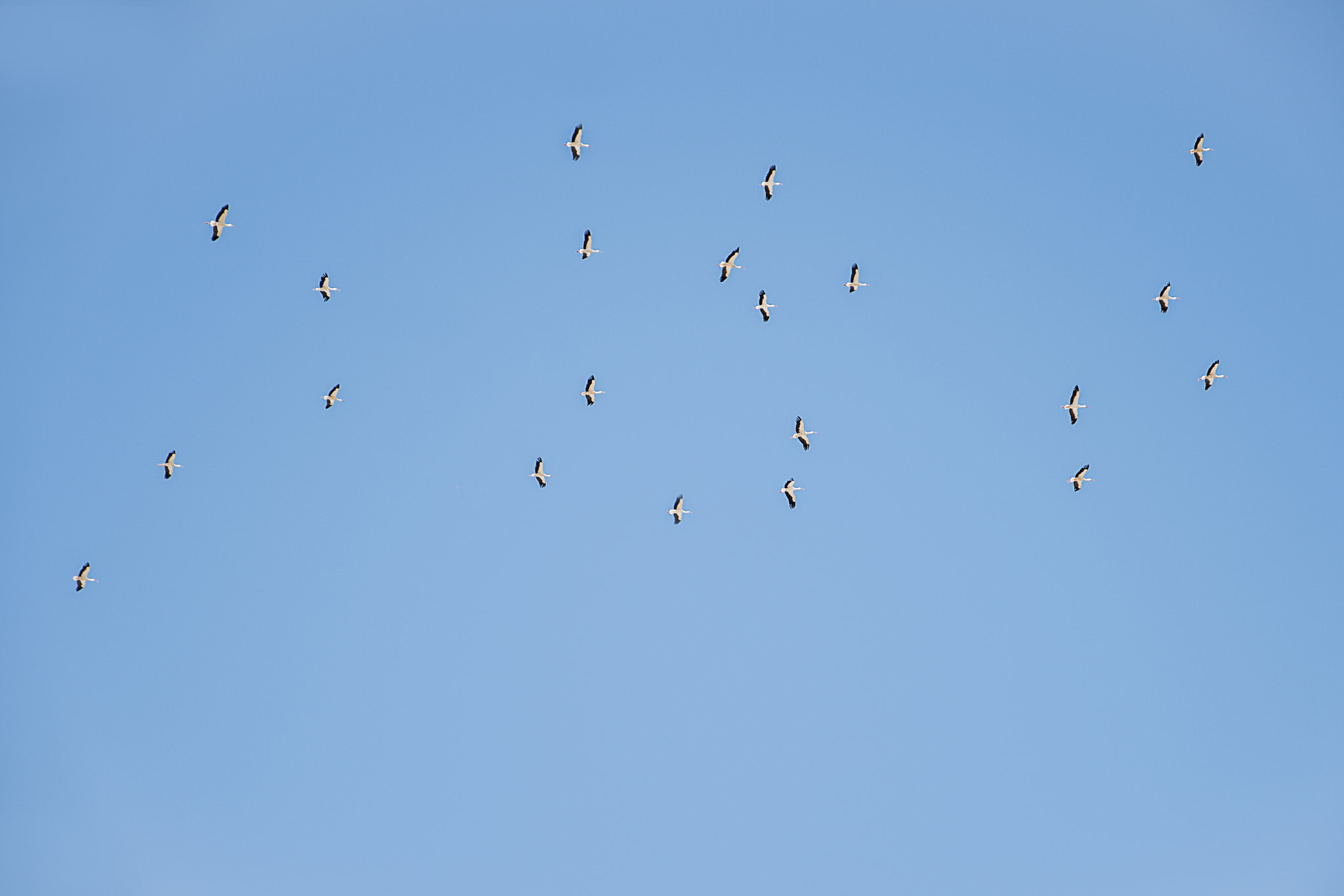 Sigma 17-70mm F2.8-4 DC Macro OS HSM | C sample photo. Storks fleeing photography