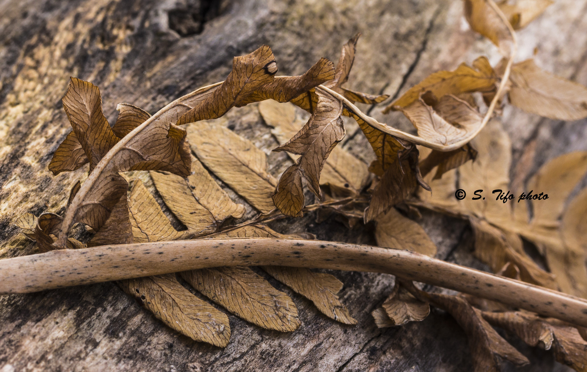 Canon EF-S 60mm F2.8 Macro USM sample photo. Courbes .... photography