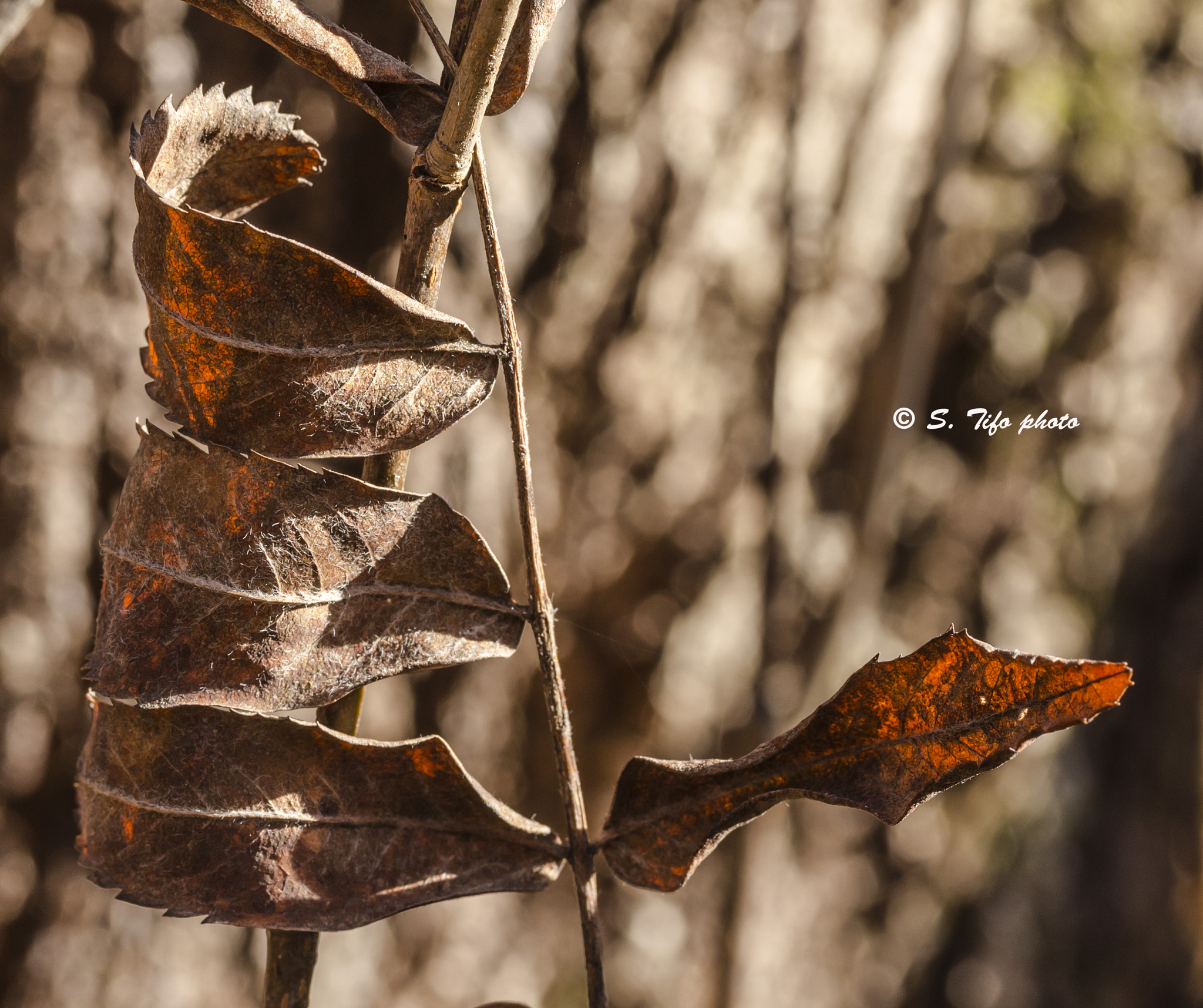 Canon EF-S 60mm F2.8 Macro USM sample photo. This way .... photography