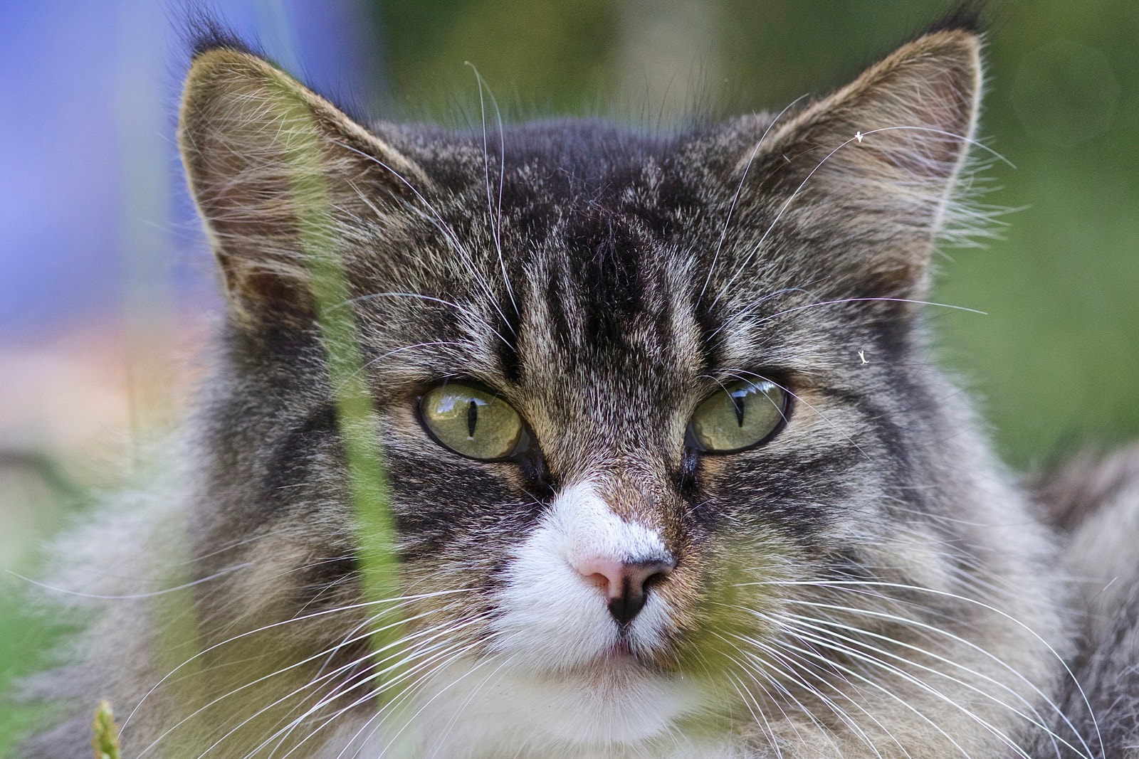 Canon EOS 70D + Sigma 105mm F2.8 EX DG Macro sample photo. Mansson photography