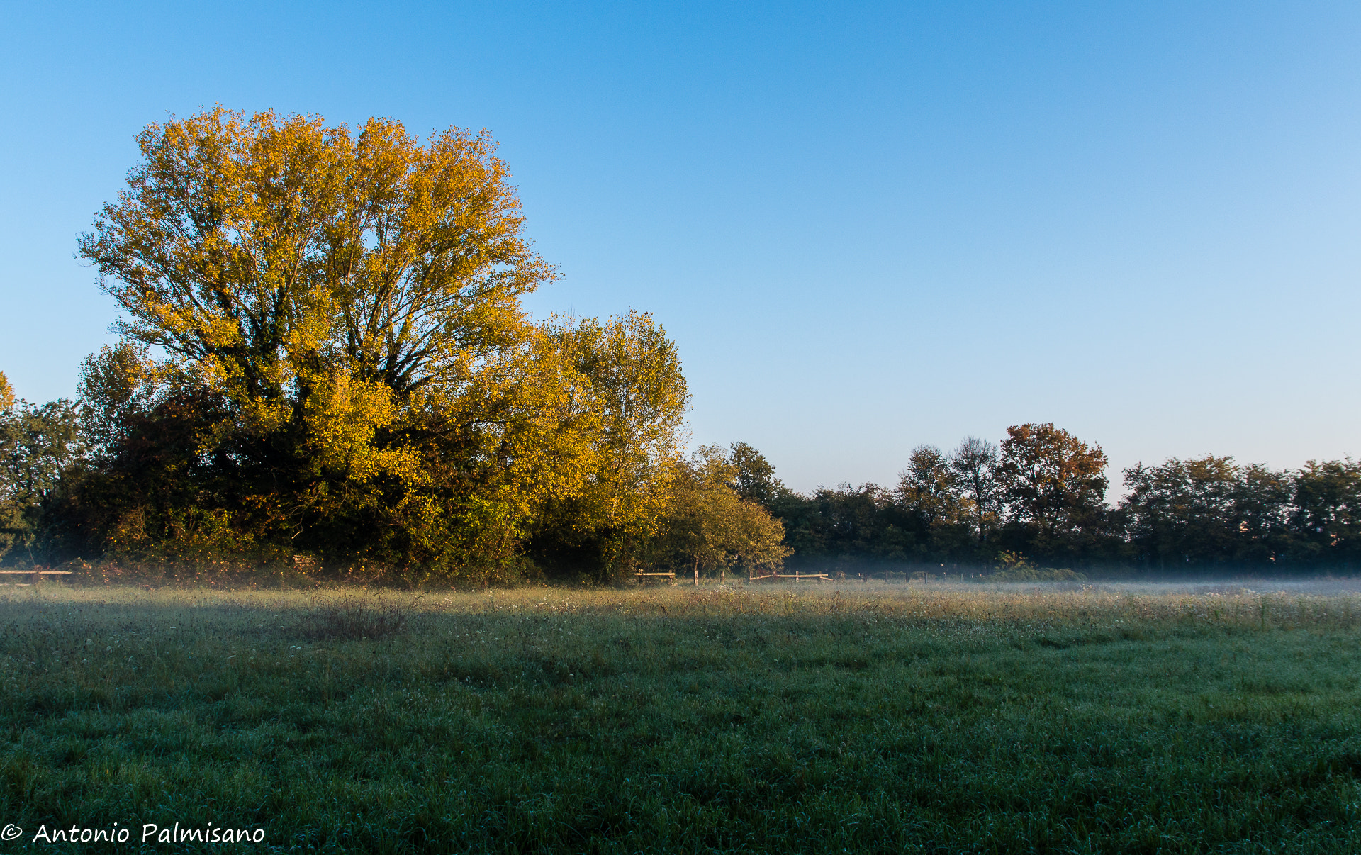 Sigma 17-70mm F2.8-4 DC Macro OS HSM | C sample photo. Big yellow tree photography
