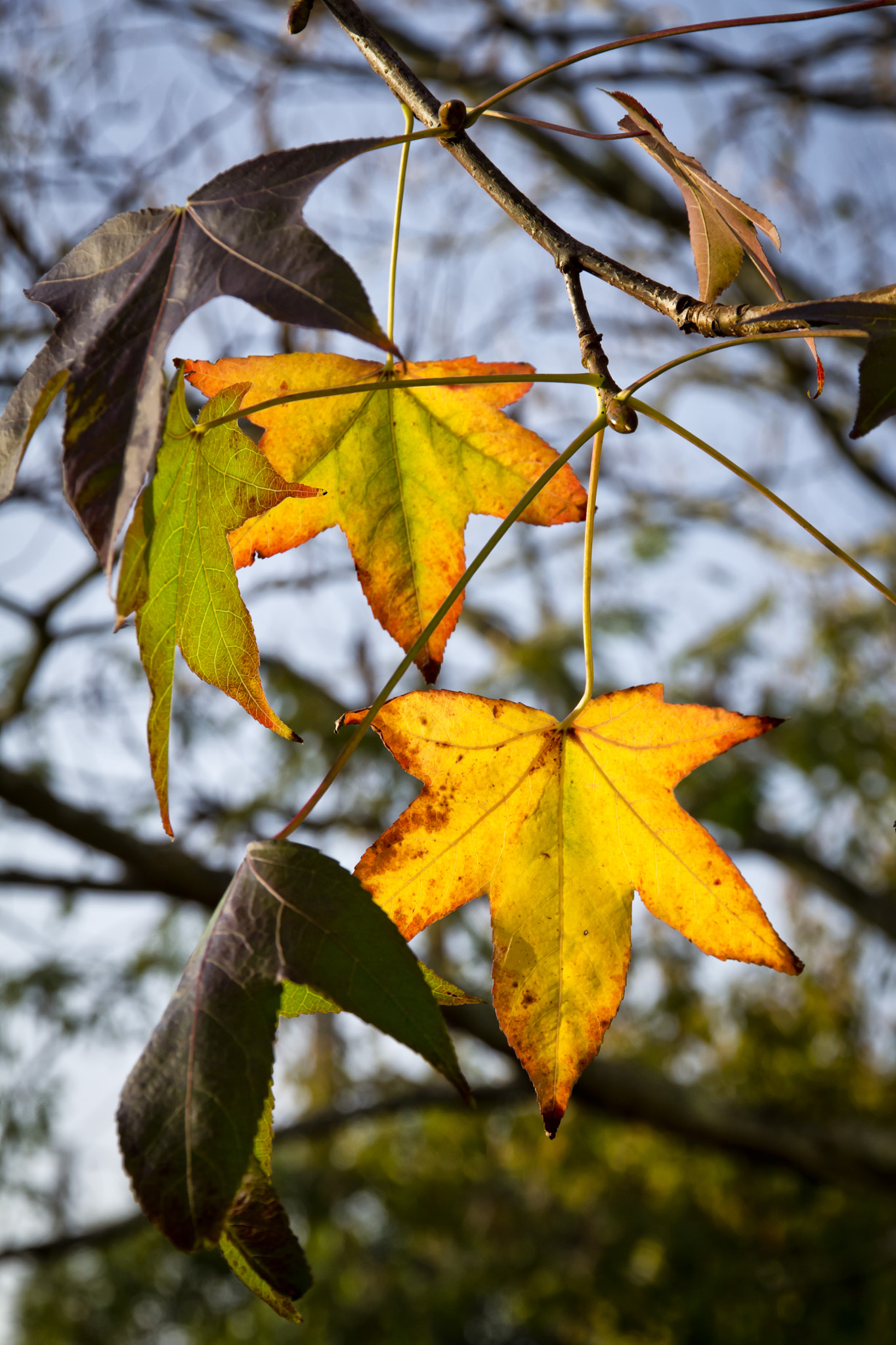 Autumn Colours