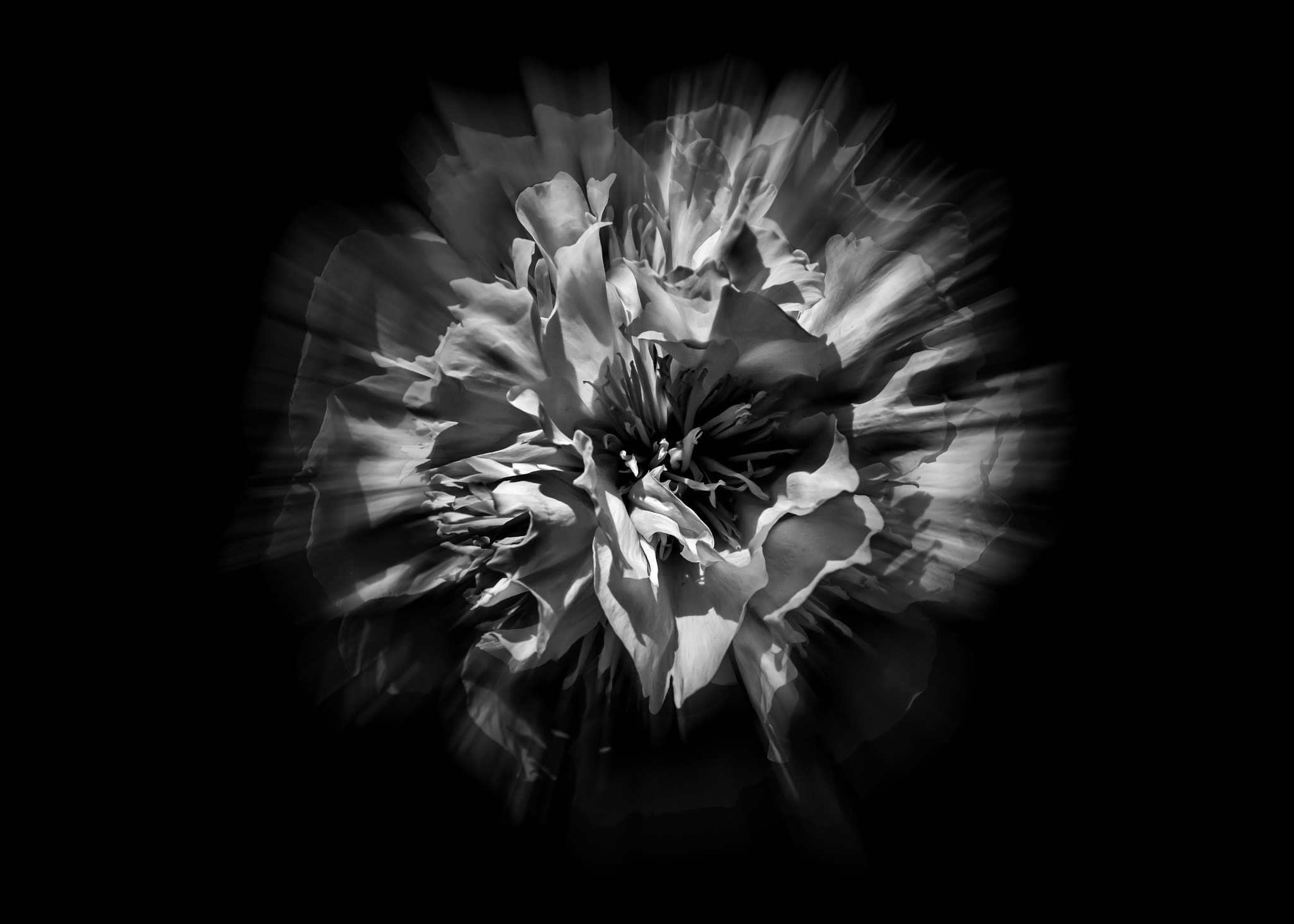 Canon EF-S 17-85mm F4-5.6 IS USM sample photo. Black and white flower flow no 1 photography