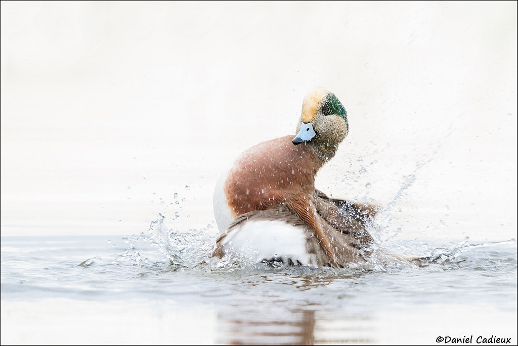 Canon EF 500mm F4L IS II USM sample photo. Bathing american wigeon photography