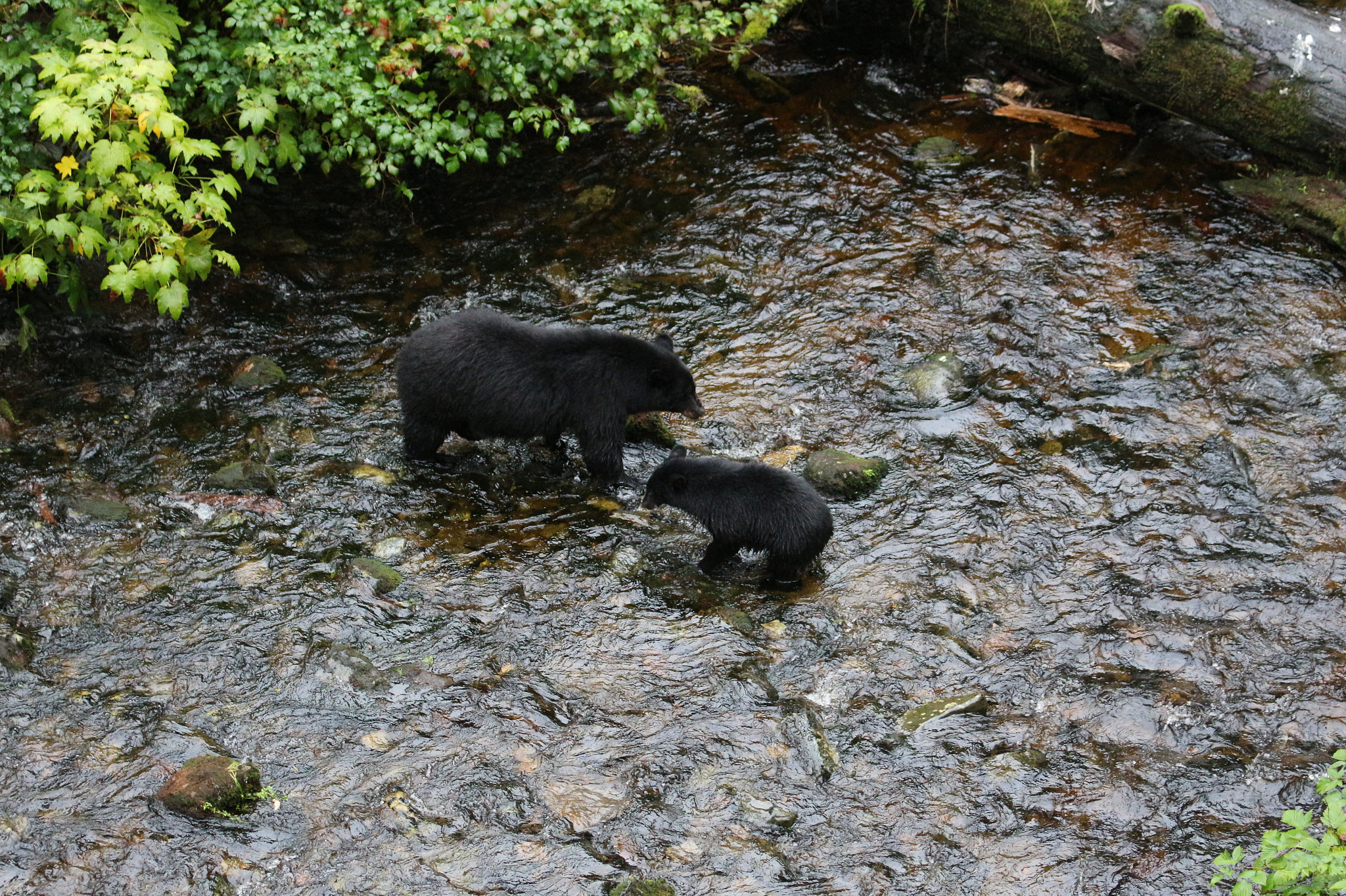 Canon EOS 100D (EOS Rebel SL1 / EOS Kiss X7) sample photo. Mama and baby photography