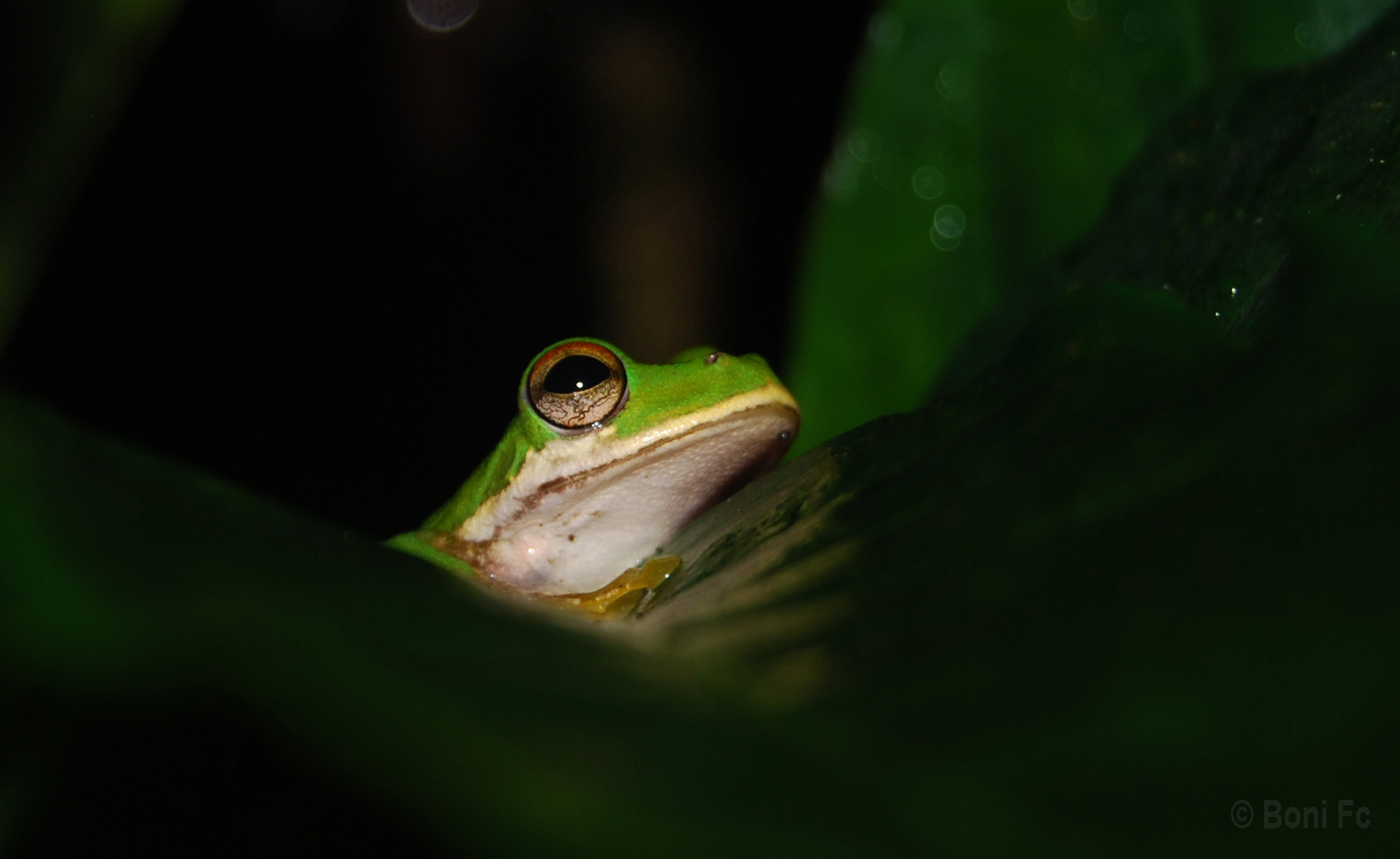 Nikon D60 sample photo. Frog photography