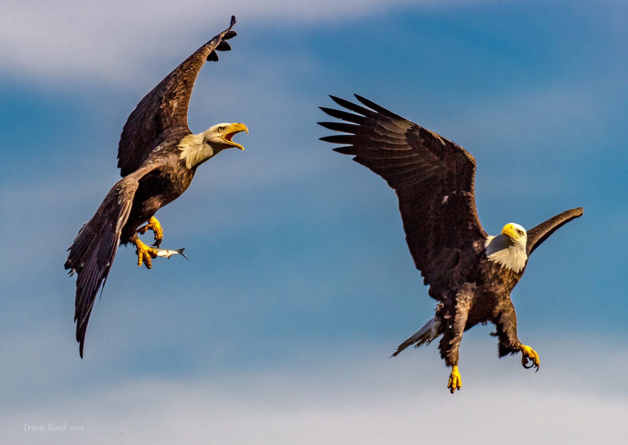 Canon EF 100-400mm F4.5-5.6L IS USM sample photo. Screaming eagles photography