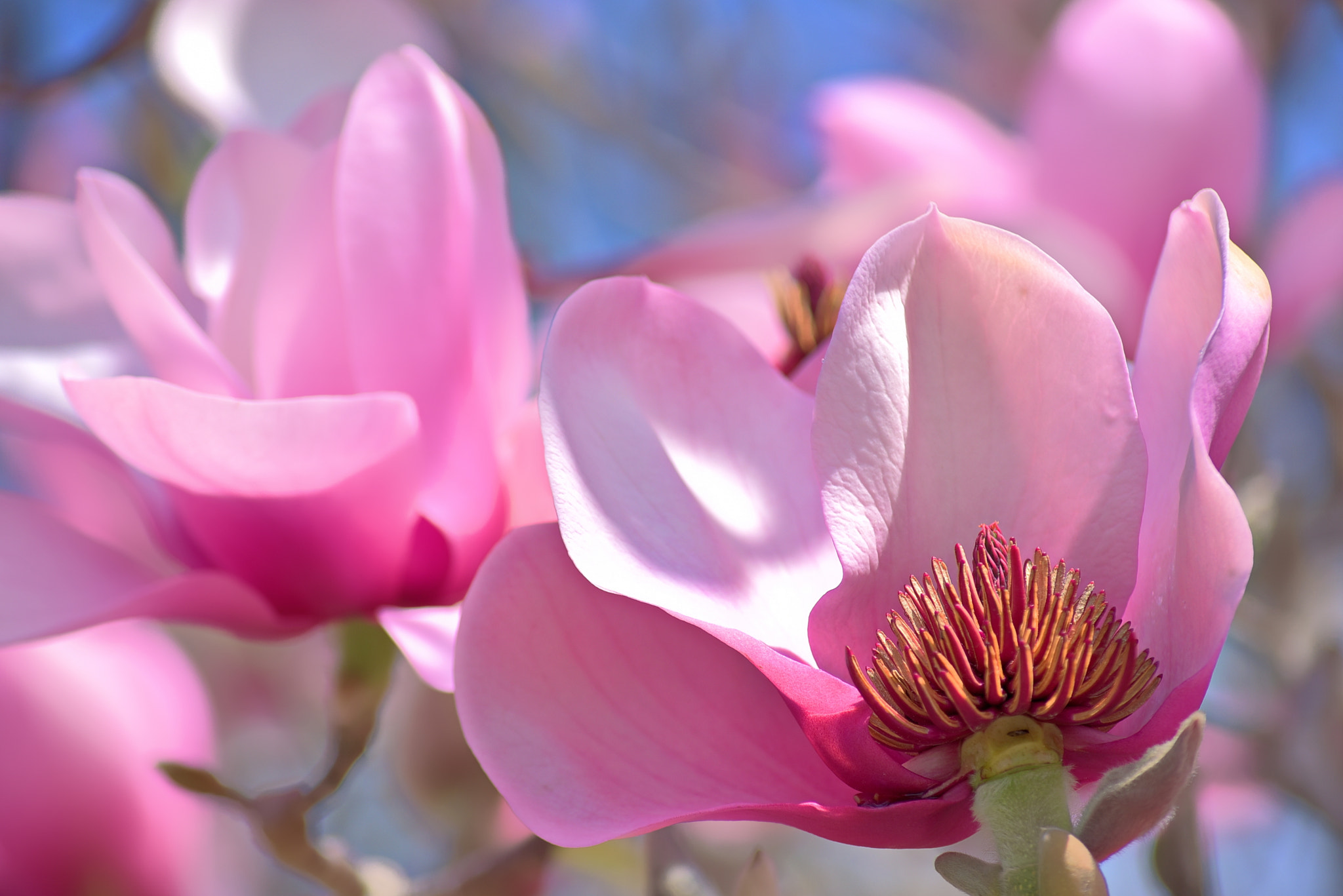 Nikon D750 + AF Zoom-Nikkor 70-300mm f/4-5.6D ED sample photo. Spring in auckland photography