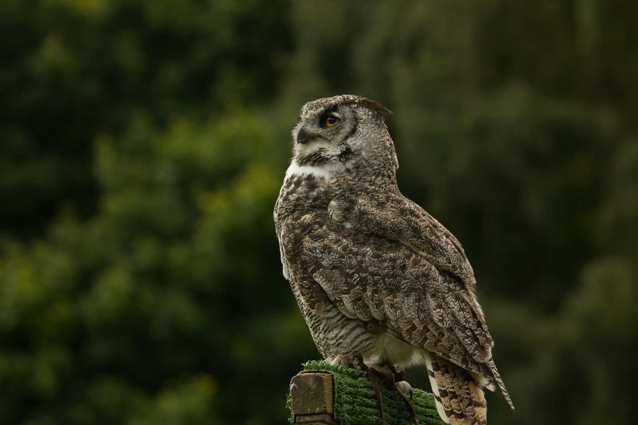 Canon EOS 550D (EOS Rebel T2i / EOS Kiss X4) + Canon EF 70-300mm F4.5-5.6 DO IS USM sample photo. Owl posing photography