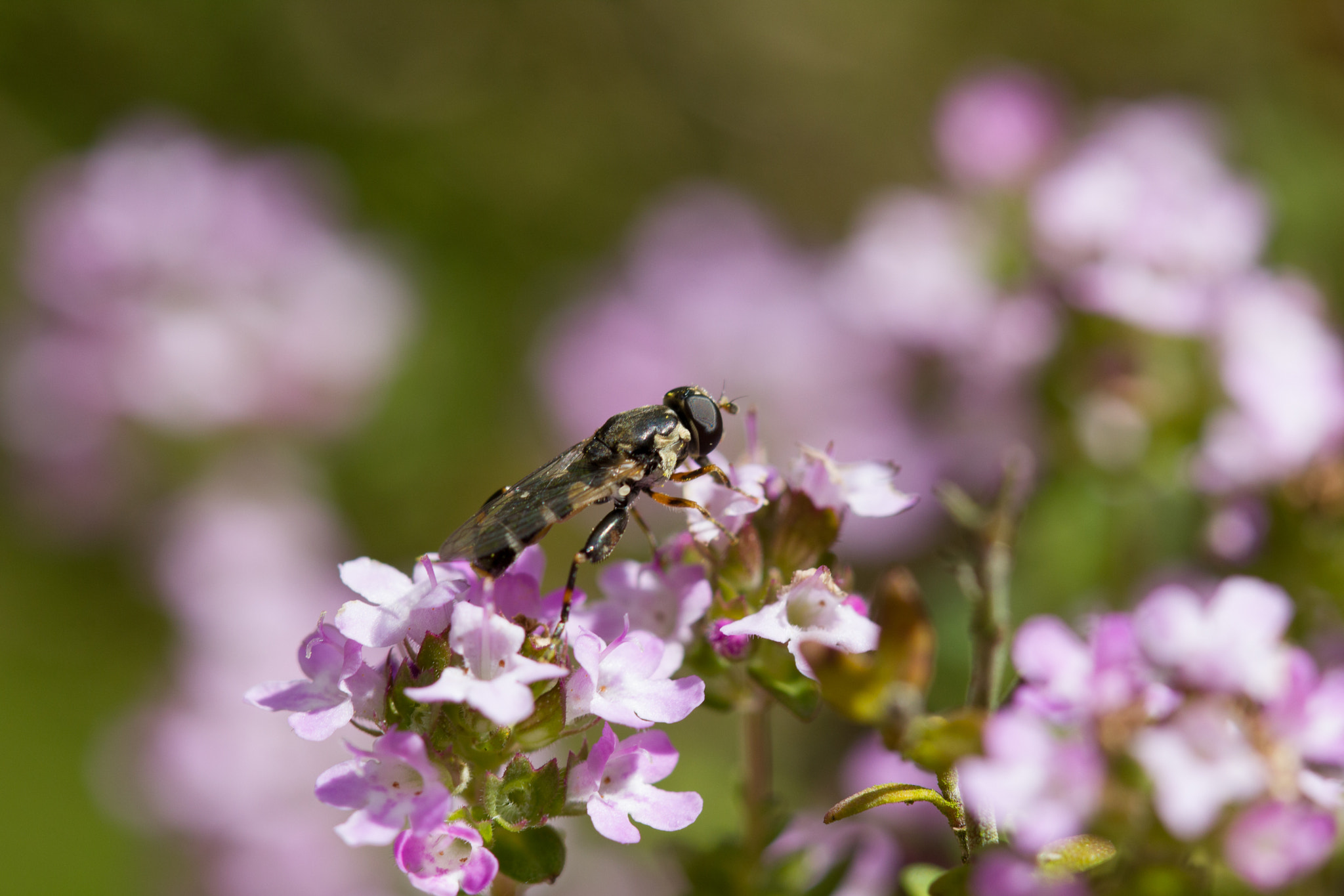 Canon EOS 550D (EOS Rebel T2i / EOS Kiss X4) + Canon EF 100mm F2.8 Macro USM sample photo. Hoverfly photography