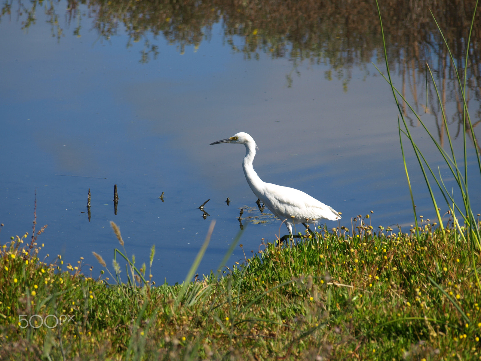 Olympus Zuiko Digital ED 40-150mm F4.0-5.6 sample photo. Crane at coyote hills photography