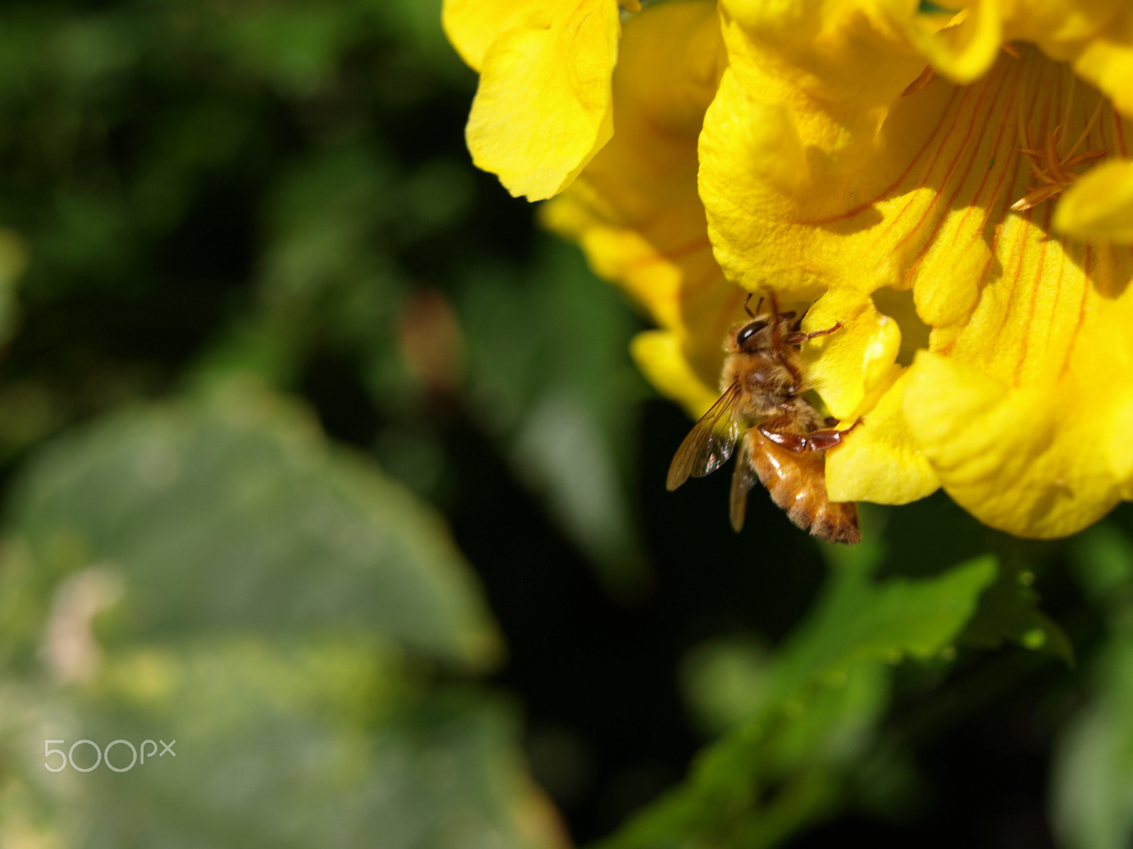 Olympus Zuiko Digital ED 14-42mm F3.5-5.6 sample photo. Bee sipping nectar from flower photography