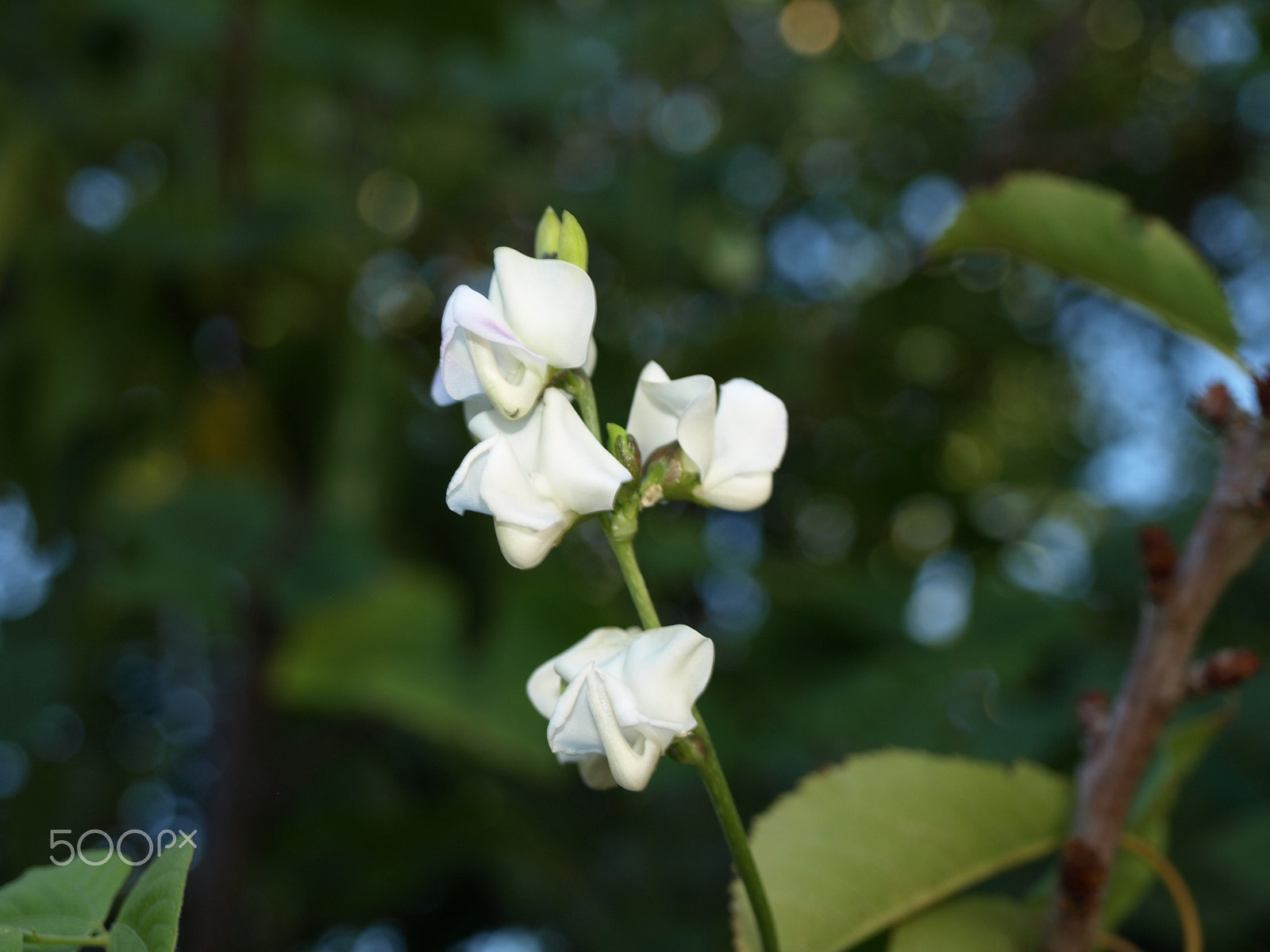 Olympus Zuiko Digital ED 14-42mm F3.5-5.6 sample photo. Bean flower photography
