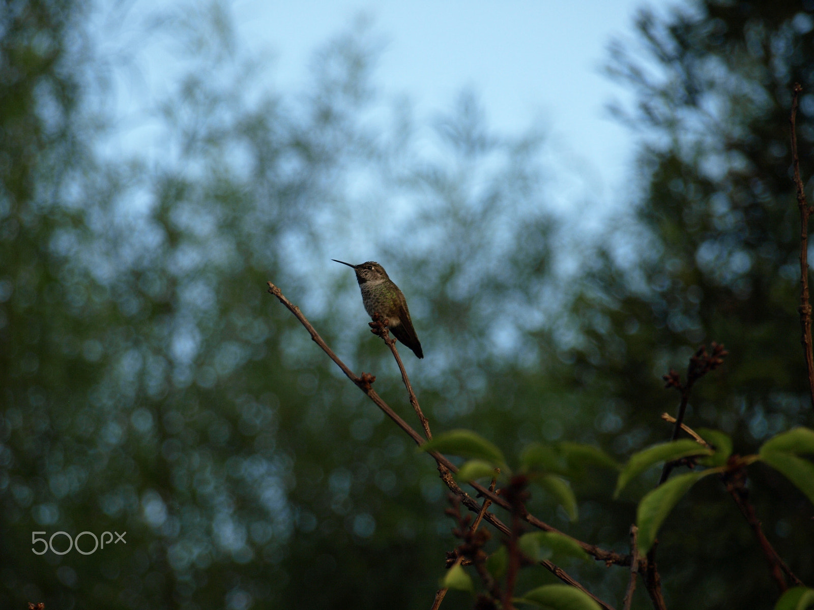 Olympus Zuiko Digital ED 40-150mm F4.0-5.6 sample photo. Hummingbird resting photography