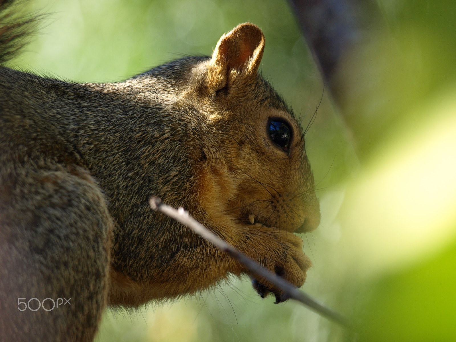 Olympus Zuiko Digital ED 40-150mm F4.0-5.6 sample photo. Squirrel eating guava photography