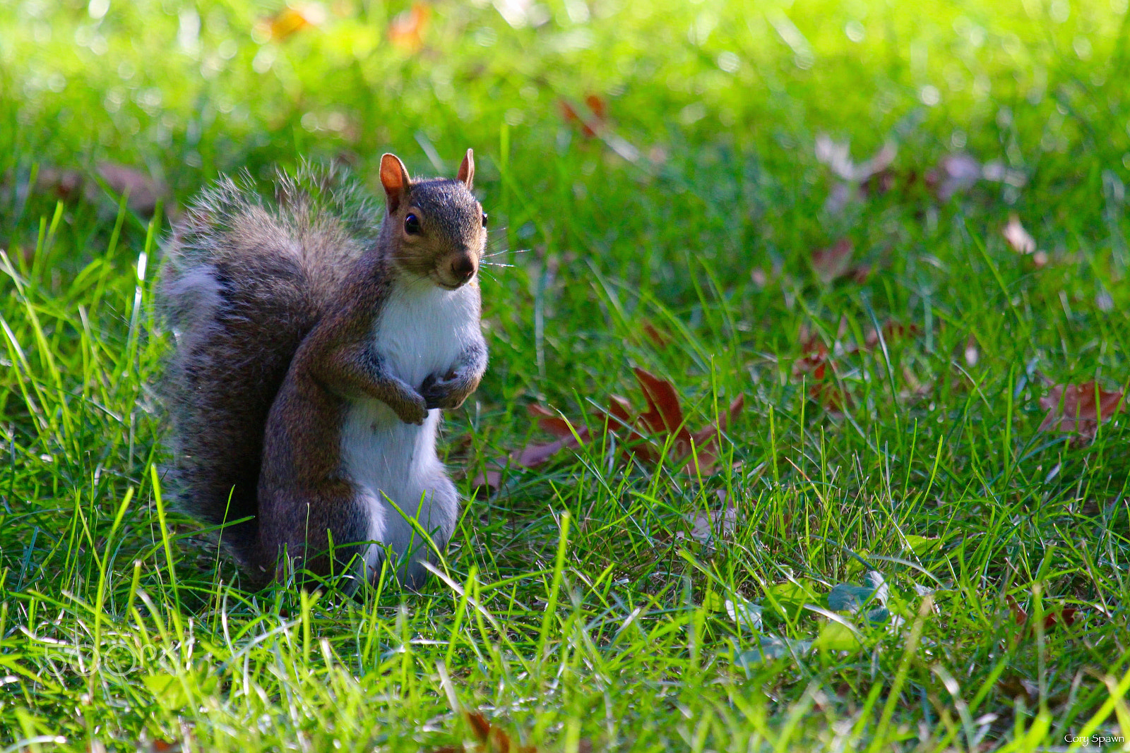 Canon EF 100-400mm F4.5-5.6L IS USM sample photo. Squirrel photography
