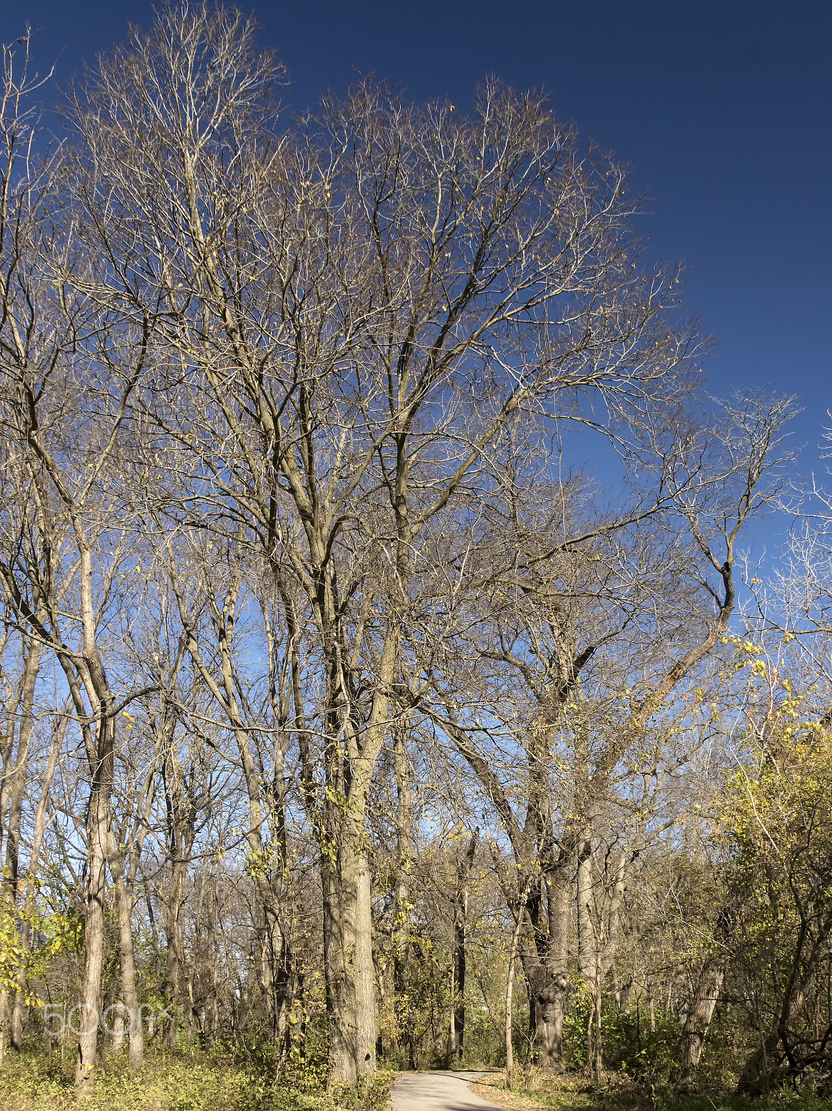 Canon EOS 760D (EOS Rebel T6s / EOS 8000D) + Canon EF 500mm F4L IS USM sample photo. Leafless but proud photography