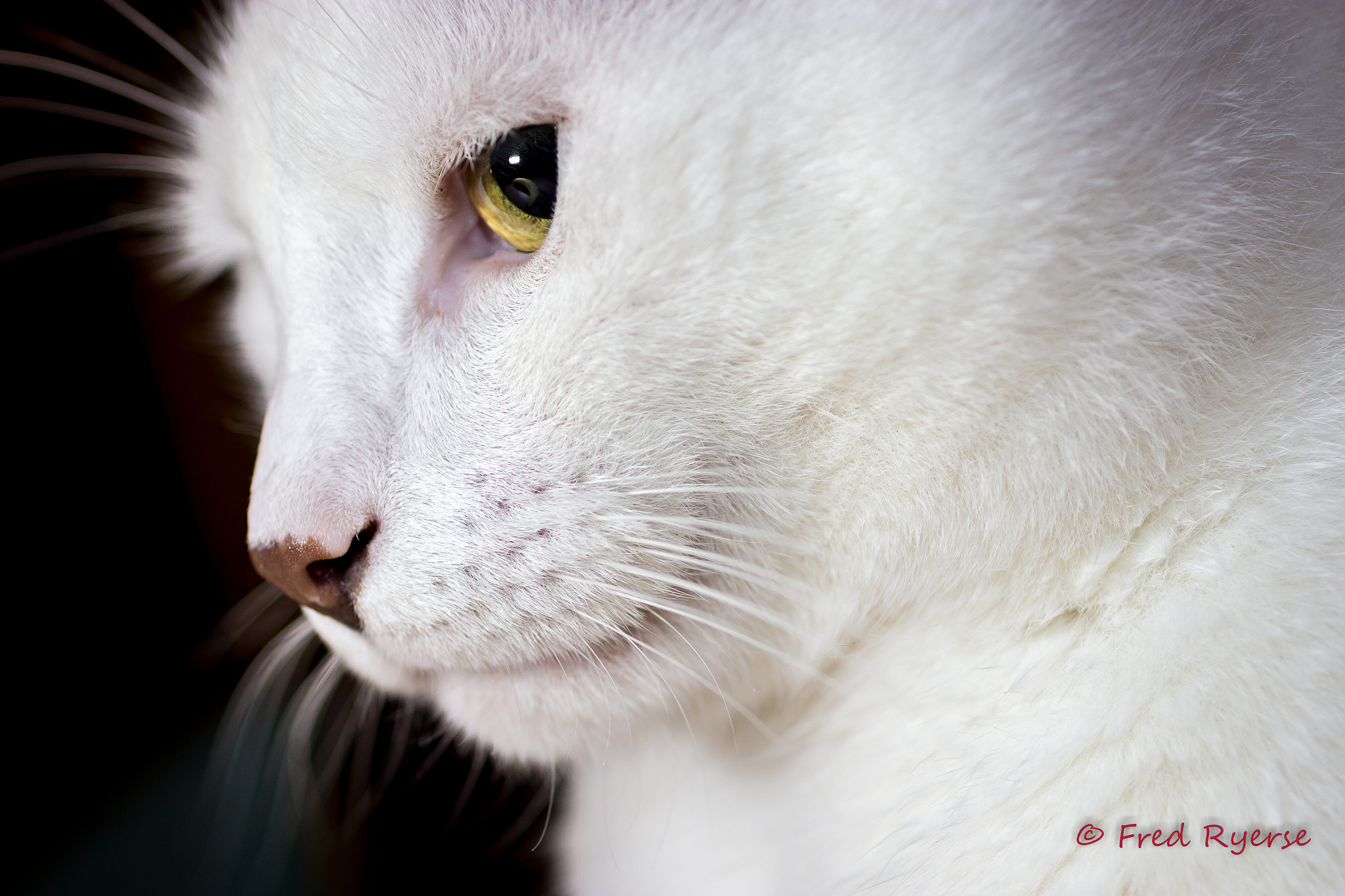 Canon EF 50mm F2.5 Macro sample photo. Macro play photography