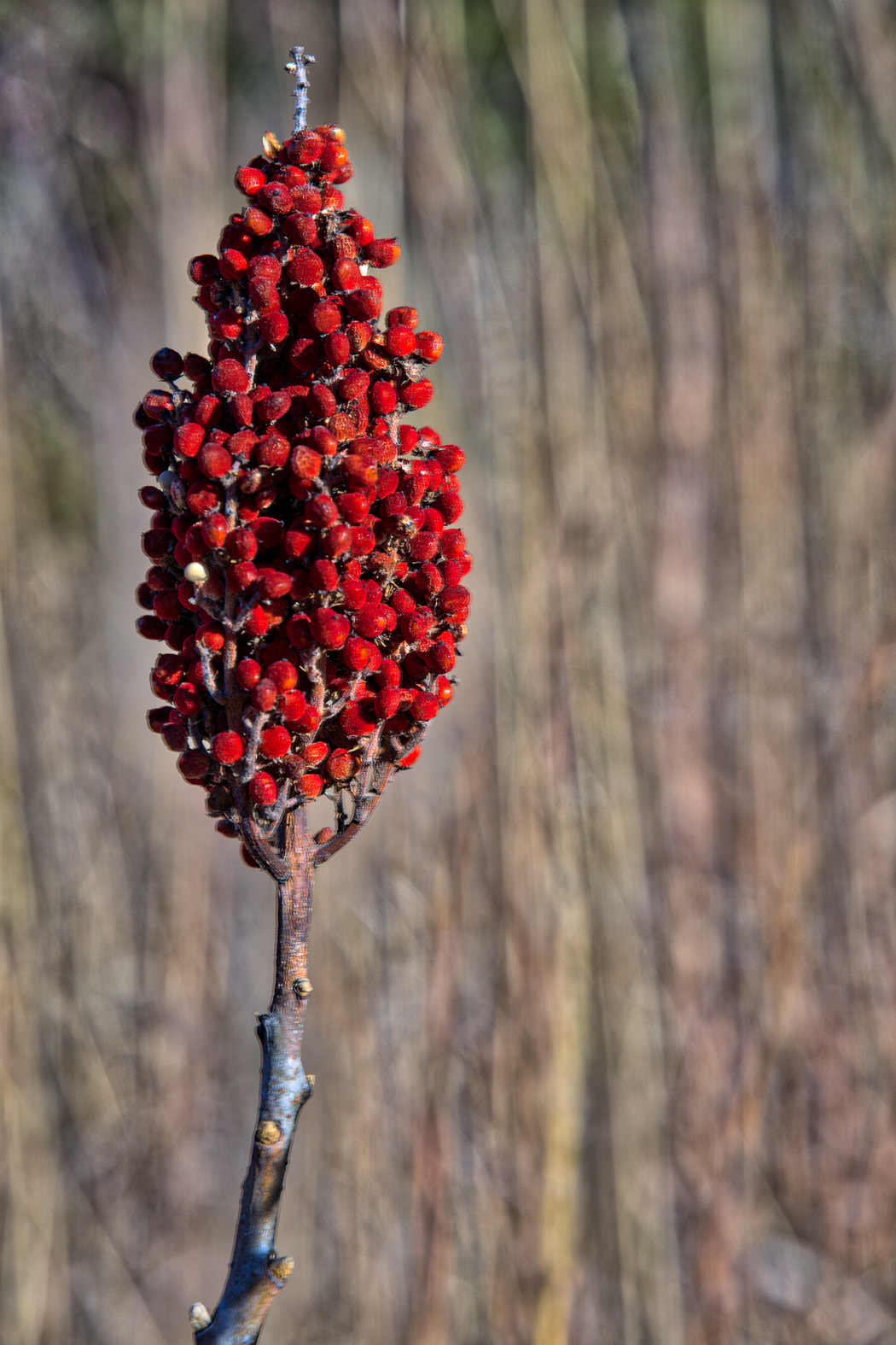 Sony a6000 + Sony Vario-Tessar T* E 16-70mm F4 ZA OSS sample photo. Fall smooth sumac seedheads photography