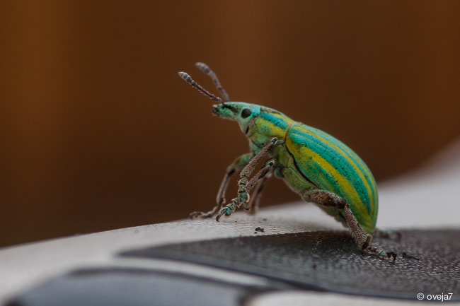 Sigma 105mm F2.8 EX DG Macro sample photo. Mg o photography