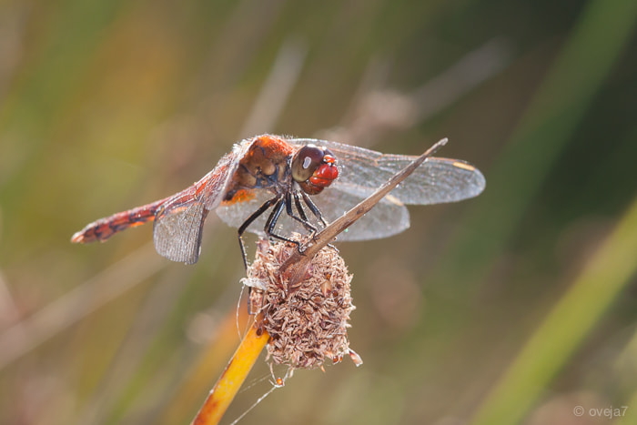 Sigma 105mm F2.8 EX DG Macro sample photo. Img o photography